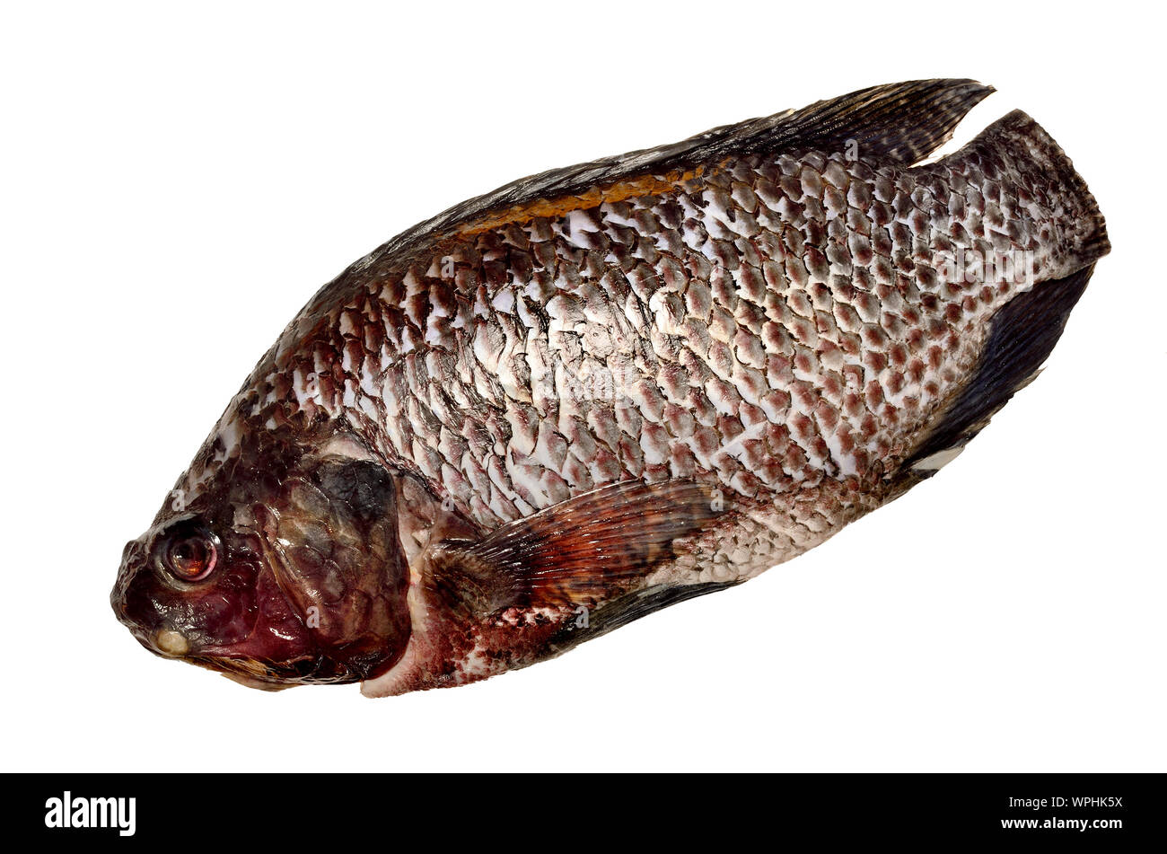 Black Tilapia fish bought from a British supermarket Stock Photo