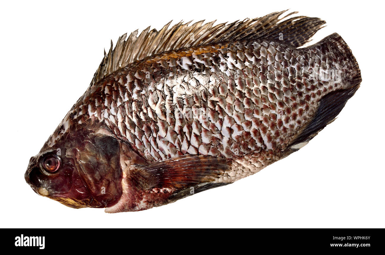 Black Tilapia fish bought from a British supermarket - prepared, with trimmed tail Stock Photo