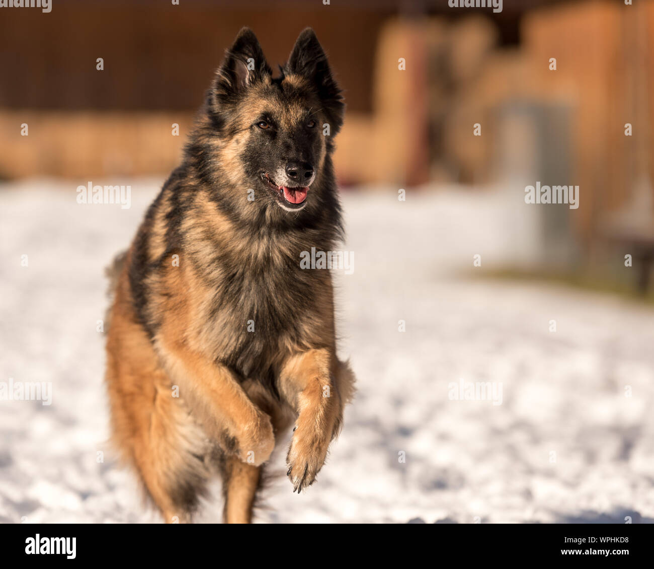 Long Hair Shepherd Standing In Stock Photos Long Hair Shepherd