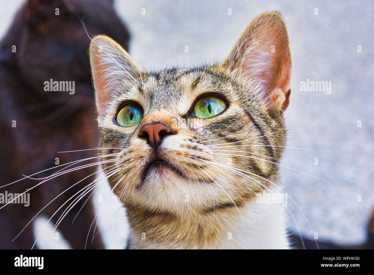 Close-up photo of a grey and white stray cat, young male kitty with beautiful green eyes Stock Photo