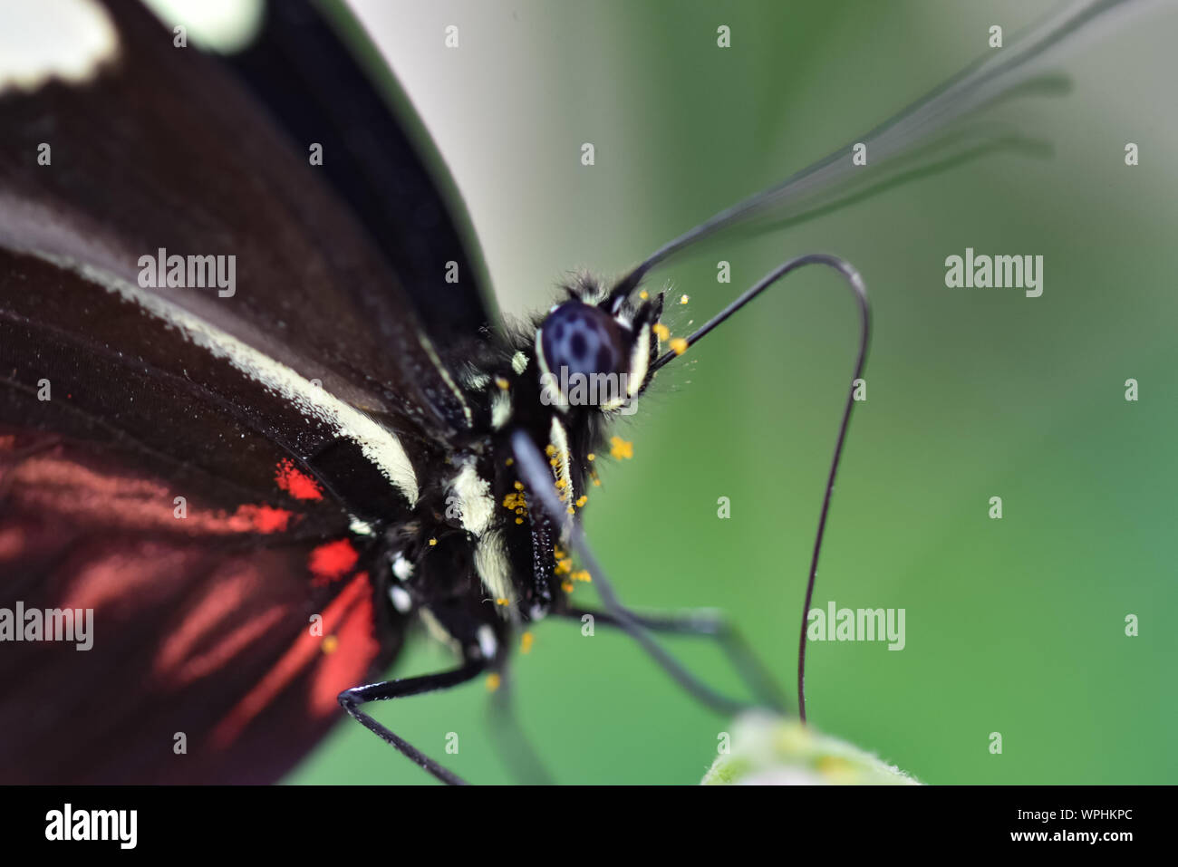 Butterfly covered in pollen Stock Photo Alamy