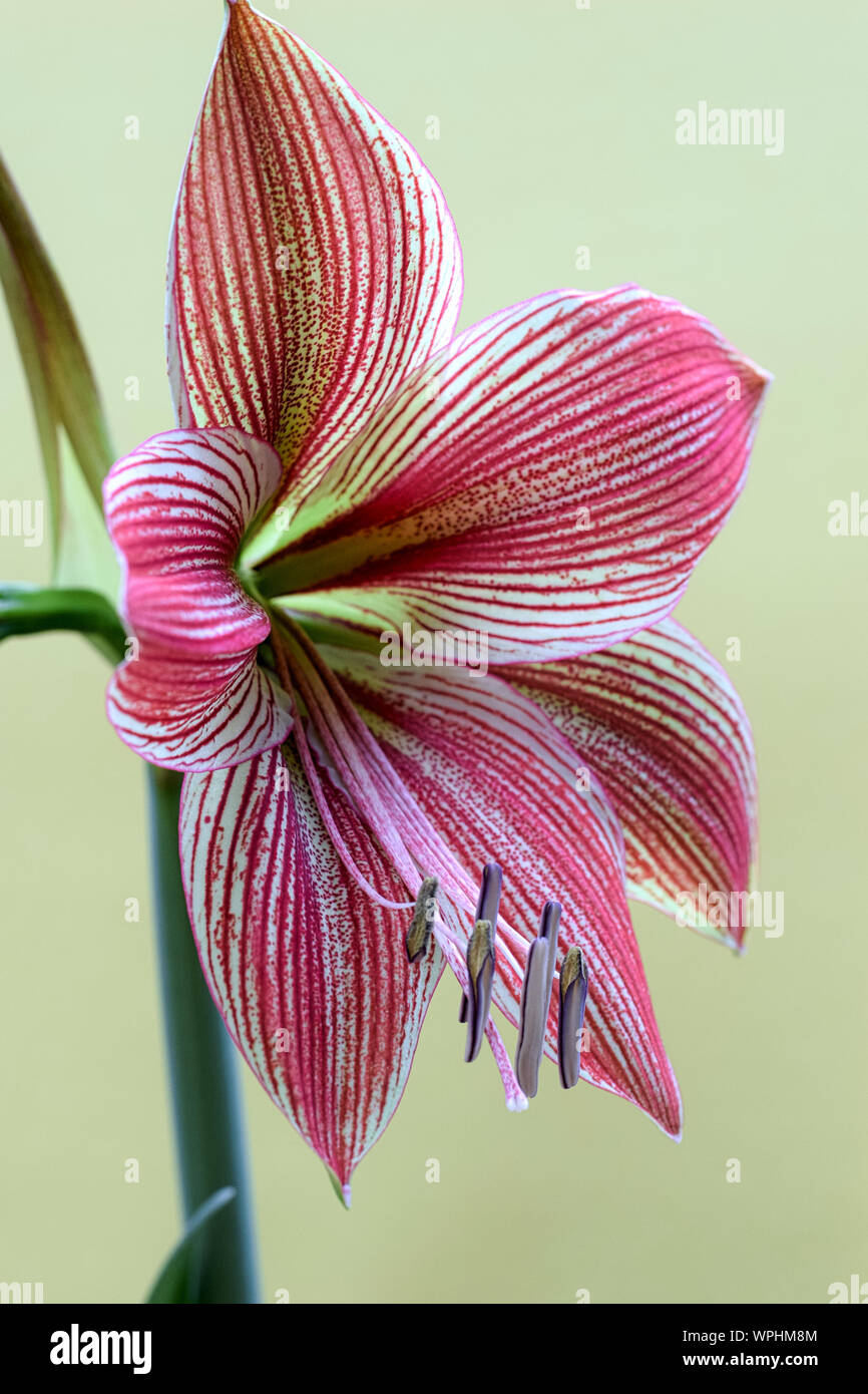 Close-up details of Amaryllis flower bloom with pink with yellow stripes on a pale green background Stock Photo