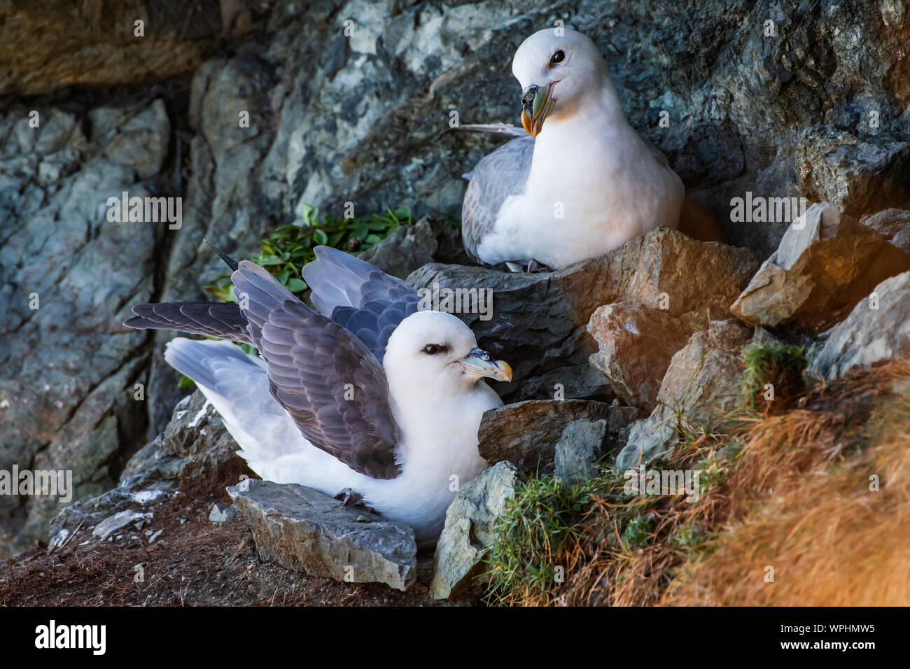 Pair of Fulmars (Fulmarus glacialis)  making cosy at their nest between rocks in wind shaded spot at exposed sea cliffs. Bray Head, co.Wicklow, Irelan Stock Photo