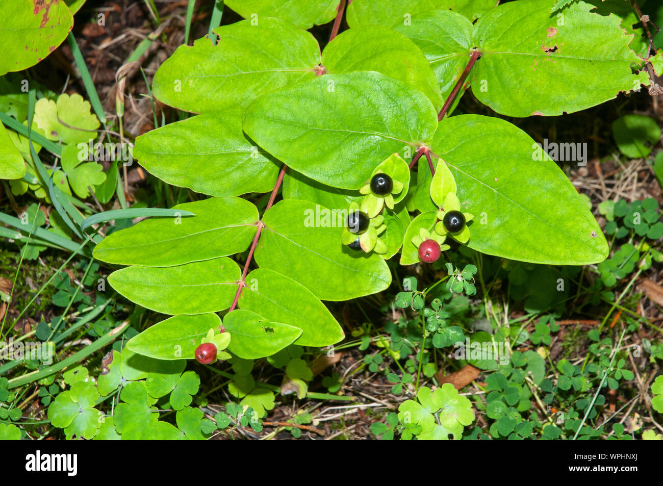 twig of hypericum androsaemum or tutsan with berries changing color during ripening process from red to black Stock Photo