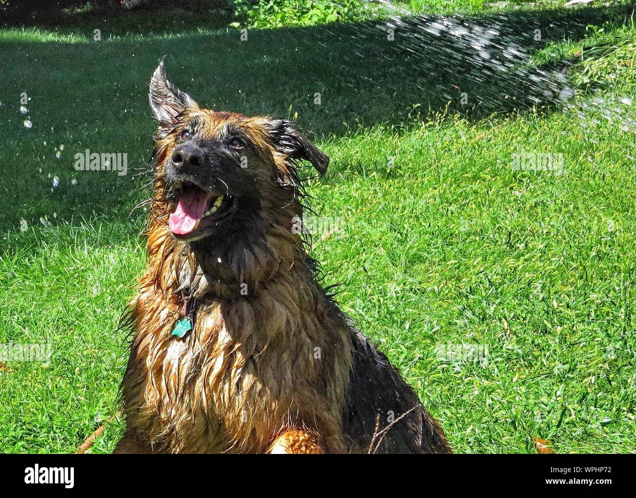 Wet German Shepherd Playing On Grass With Water Splash In Back Yard Stock Photo