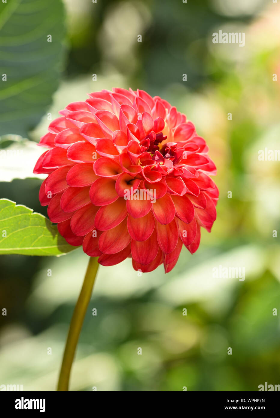 Dahlia in bloom hi-res stock photography and images - Alamy