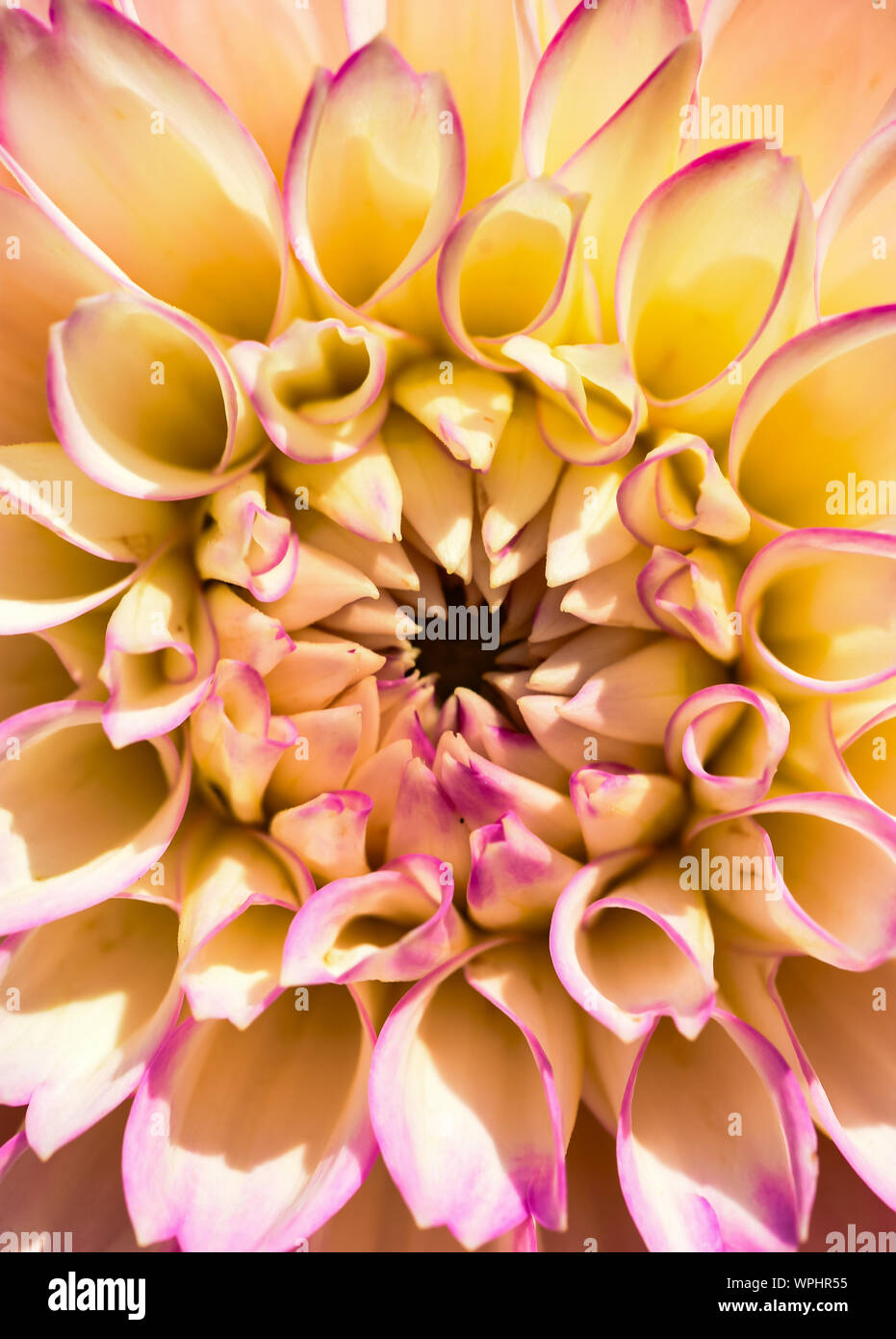 Dahlia photography hi-res stock photography and images - Alamy