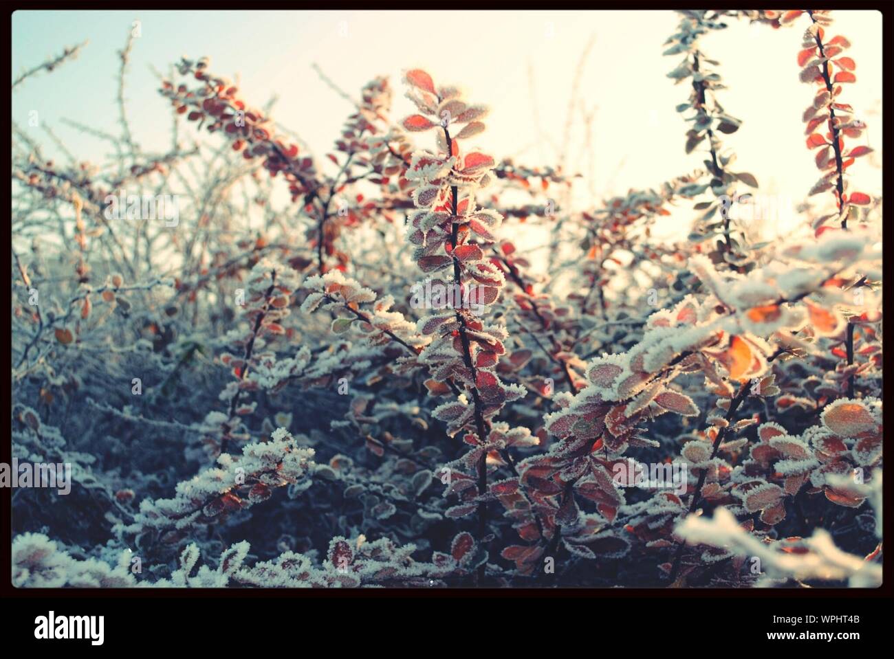 Plants with frost hi-res stock photography and images - Alamy