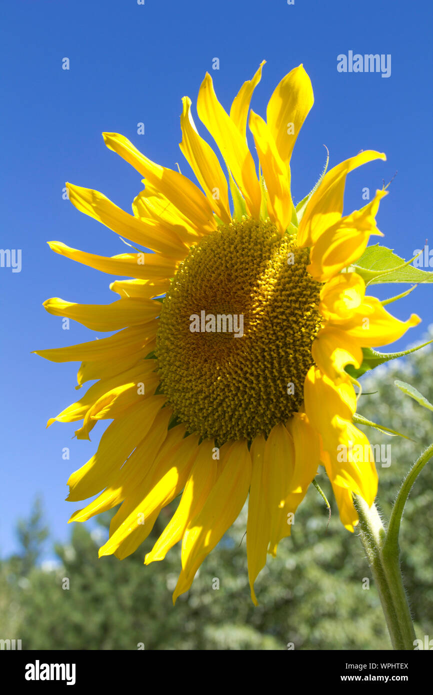 A glorious Sunflower stretches toward a bright blue sky Stock Photo