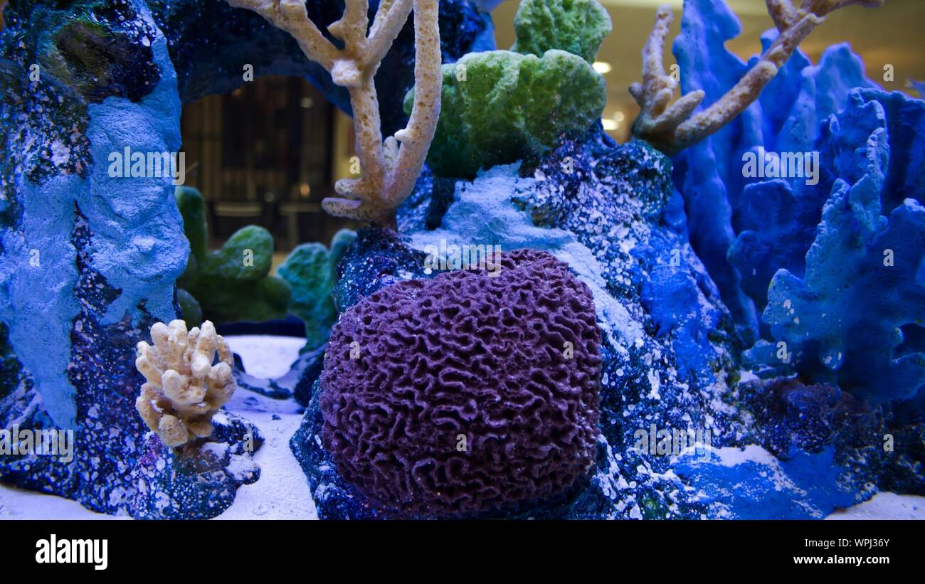 Artificial Tank Stock Photos Artificial Tank Stock Images Alamy