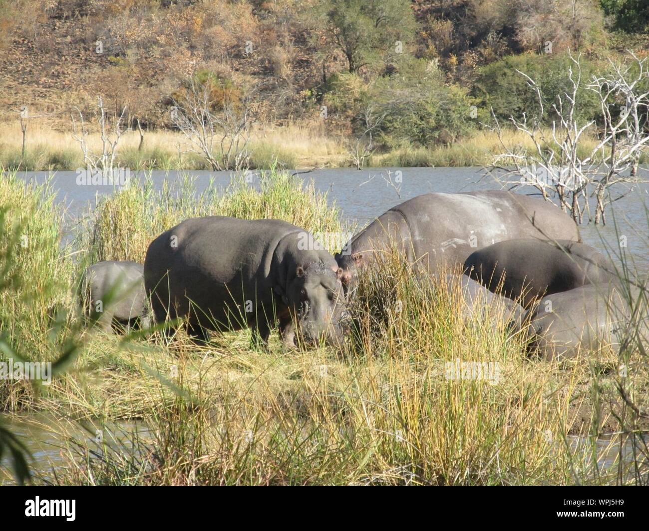 Hippopotami Grazing By Water Stock Photo