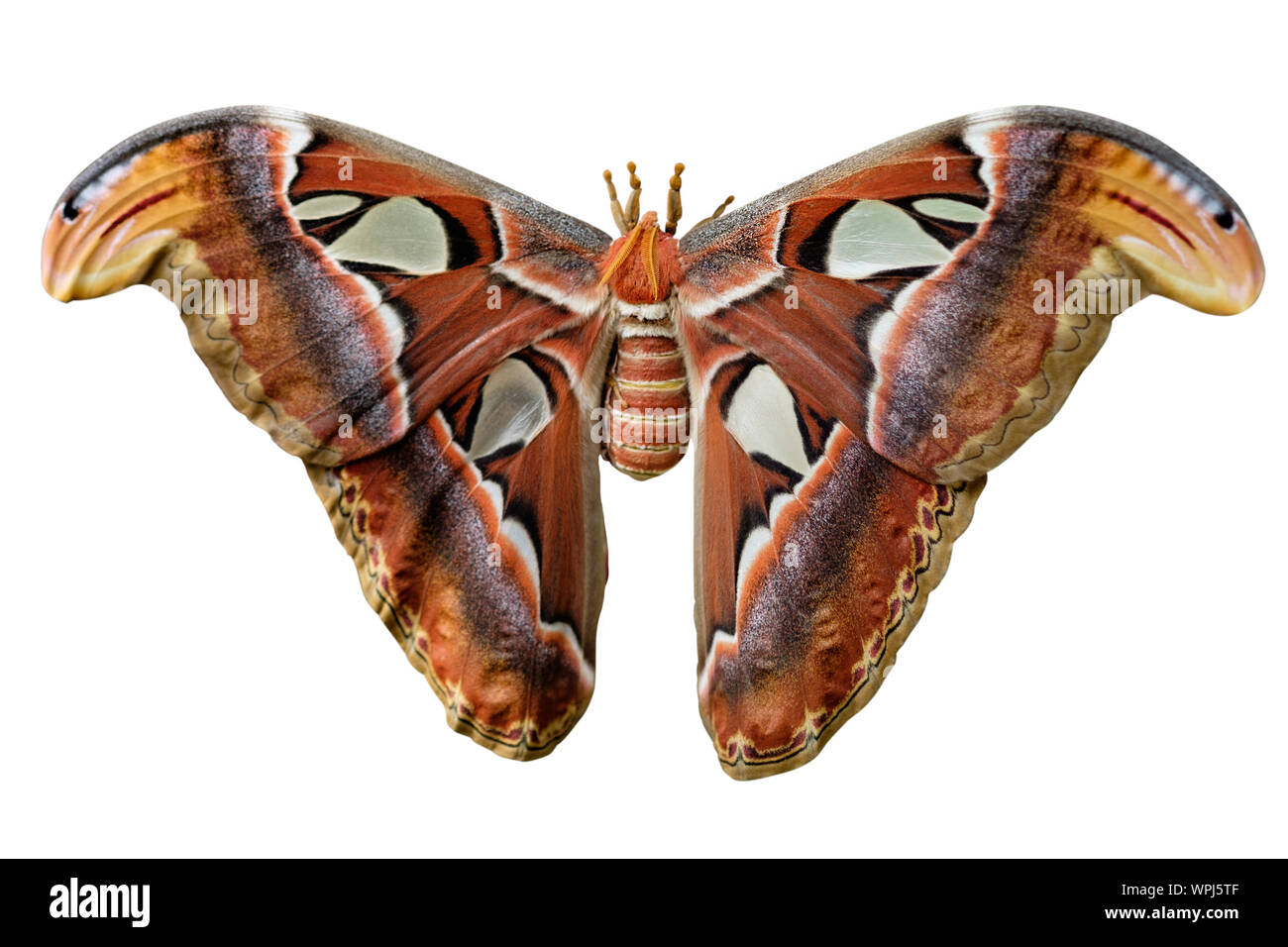 Attacus Atlas moths are one of the largest lepidopterans in the world. Stock Photo
