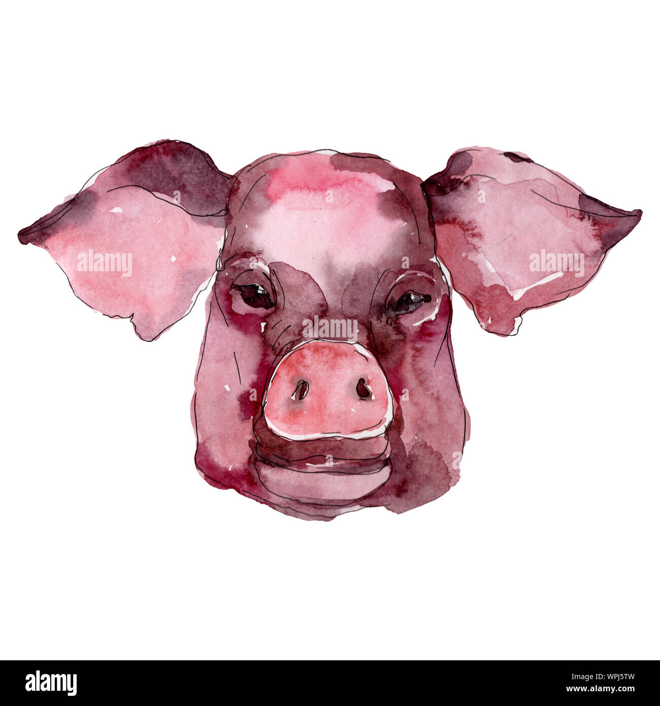 Pig Illustration High Resolution Stock Photography And Images Alamy Pig Illustration High Resolution Stock Photography And Images Alamy