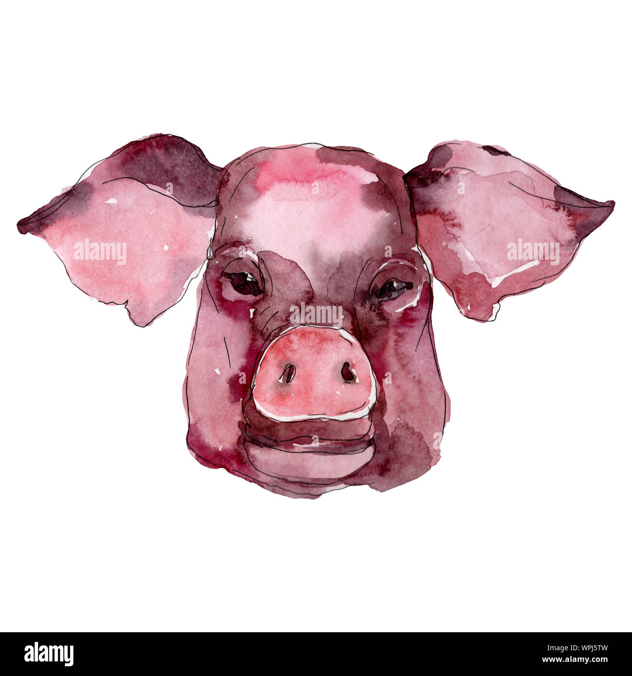 Pig Illustration High Resolution Stock Photography And Images Alamy