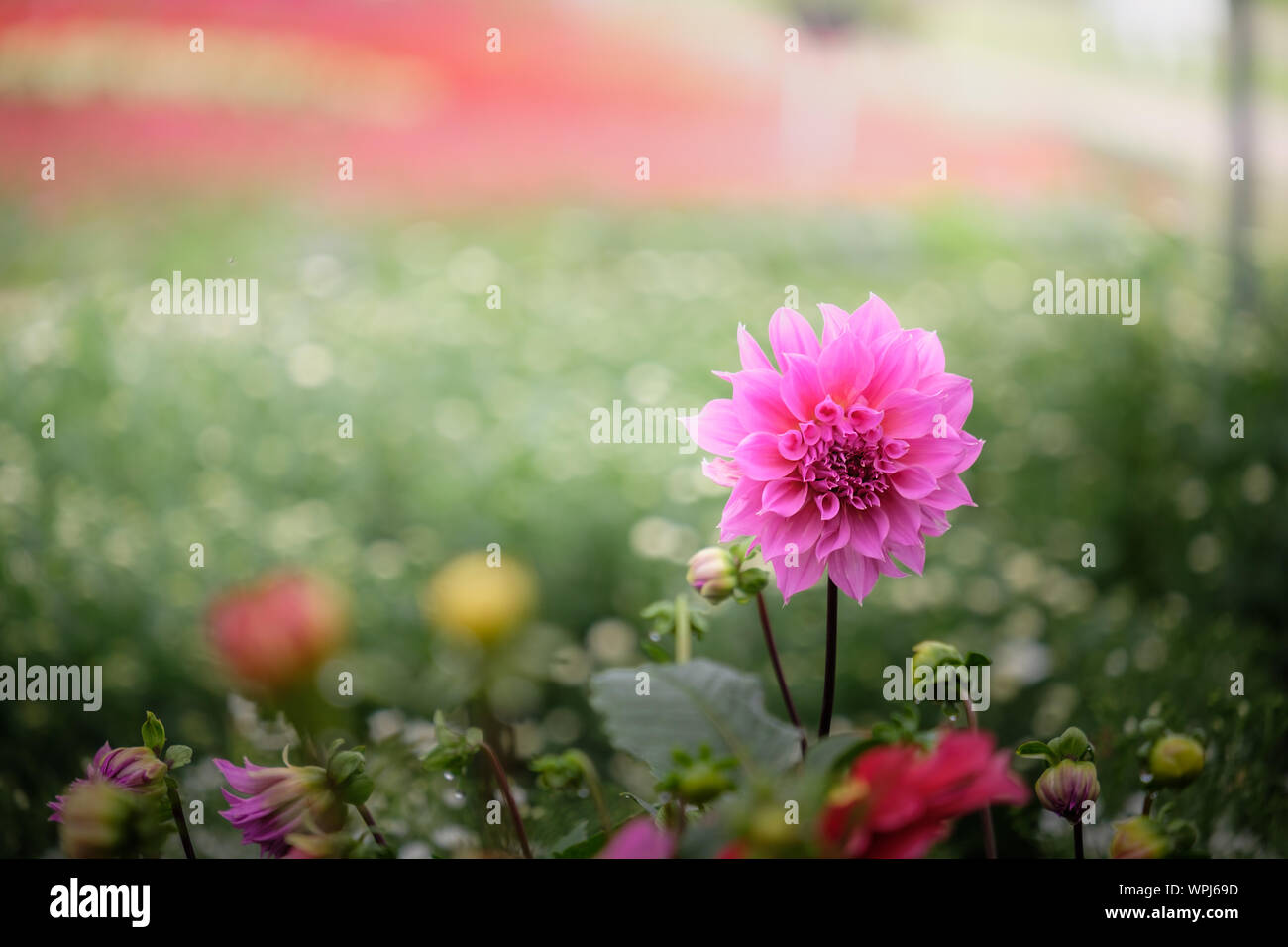 Beautiful pink Dahlia flower in the green garden for wedding ...