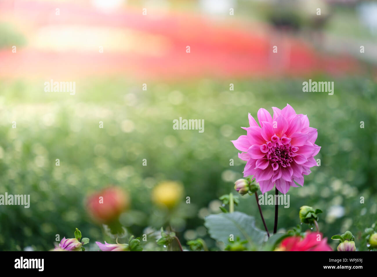 Beautiful pink Dahlia flower in the green garden for wedding ...