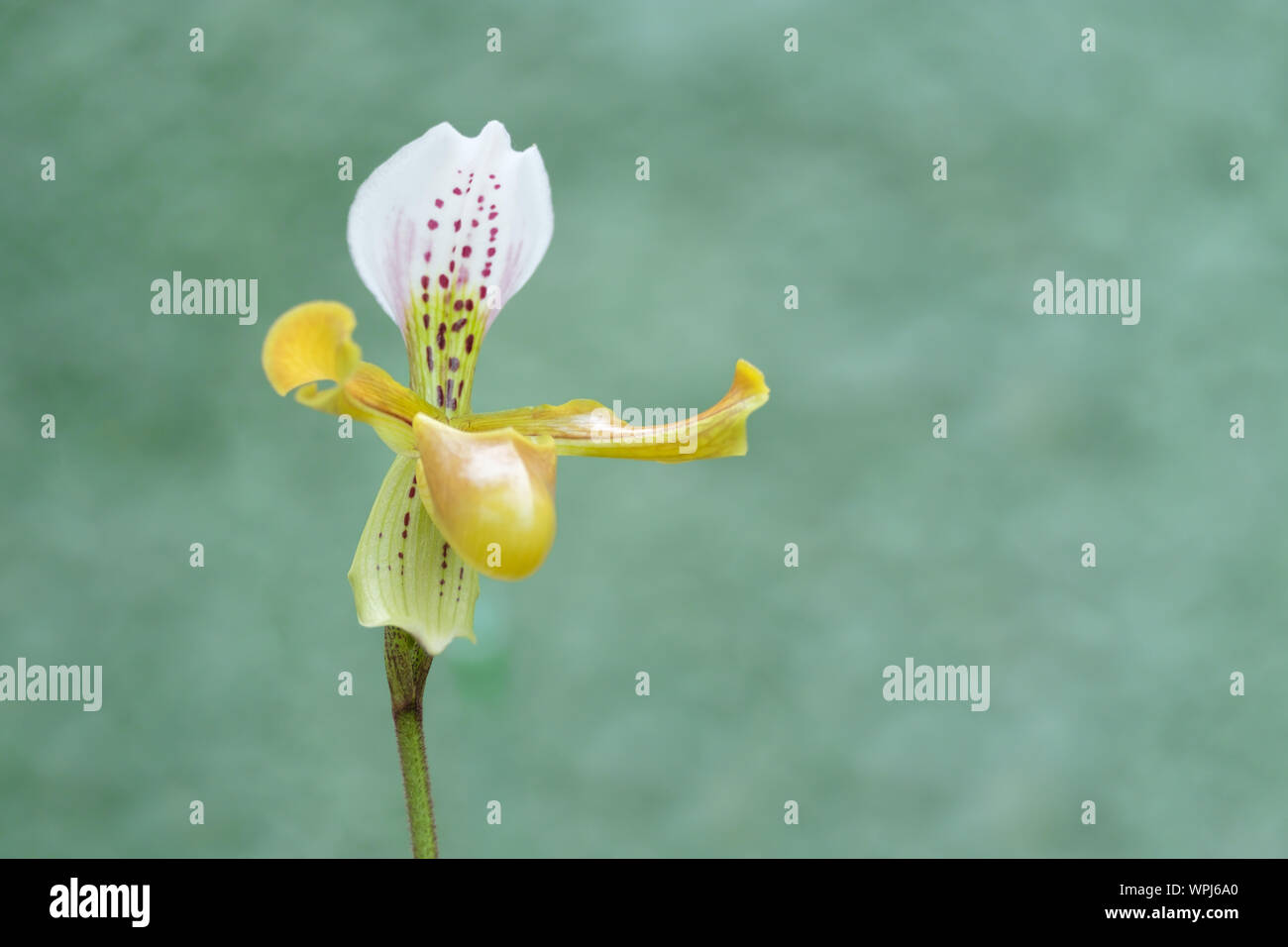 Yellow paphiopedilum or lady slipper orchid at tropical flower in Thailand. Stock Photo