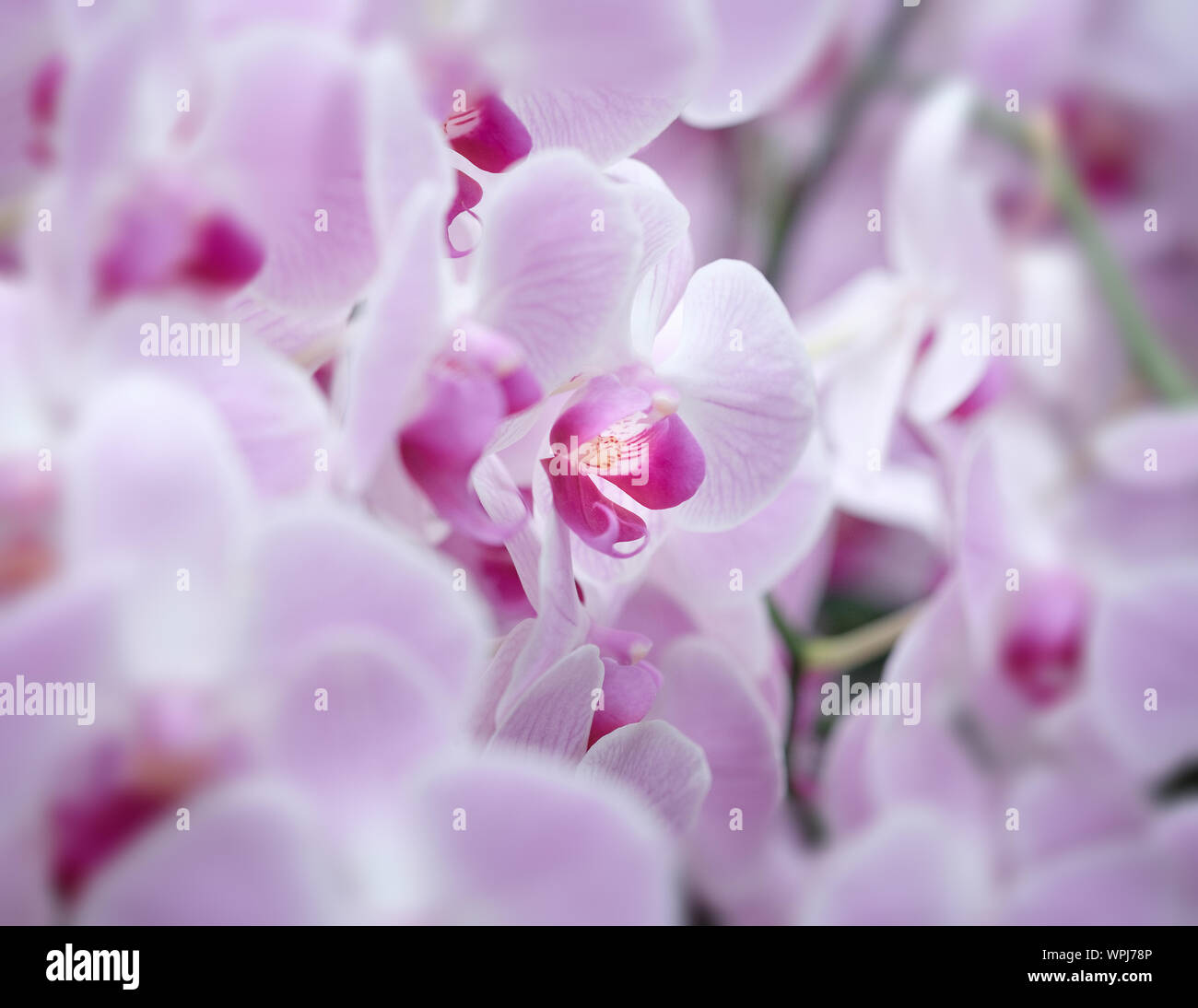 Beautiful orchid flower with natural background, Select the focus and blur. Stock Photo