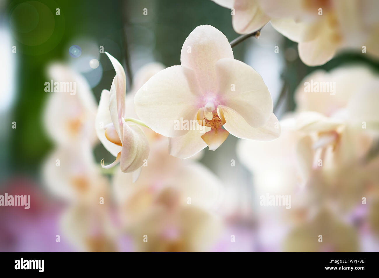 Beautiful orchid flower with natural background, Select the focus and blur, Make Lens Flare. Stock Photo