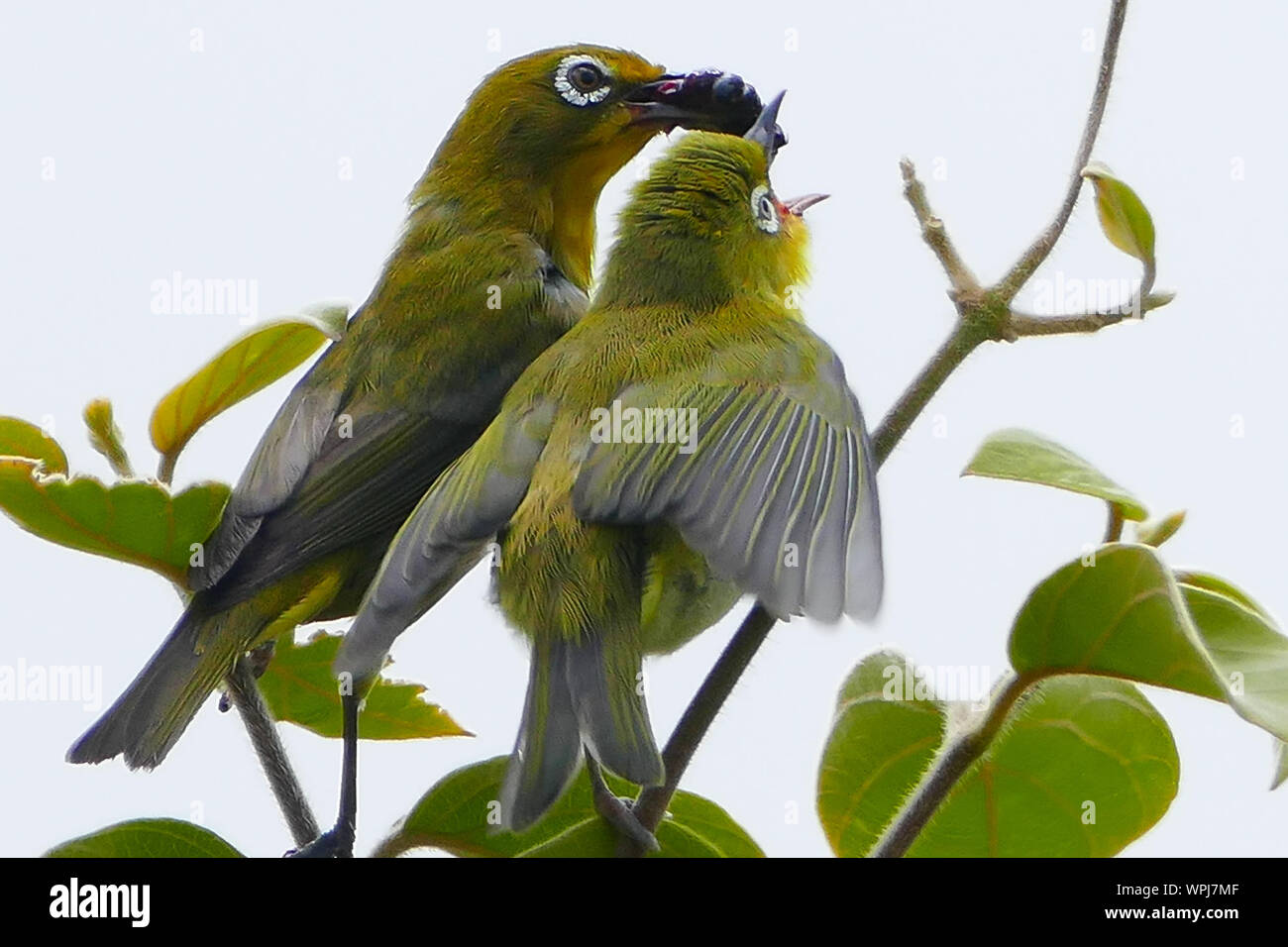 Low Angle View Of Japanese White-eye Birds Perching On Tree Against Sky Stock Photo