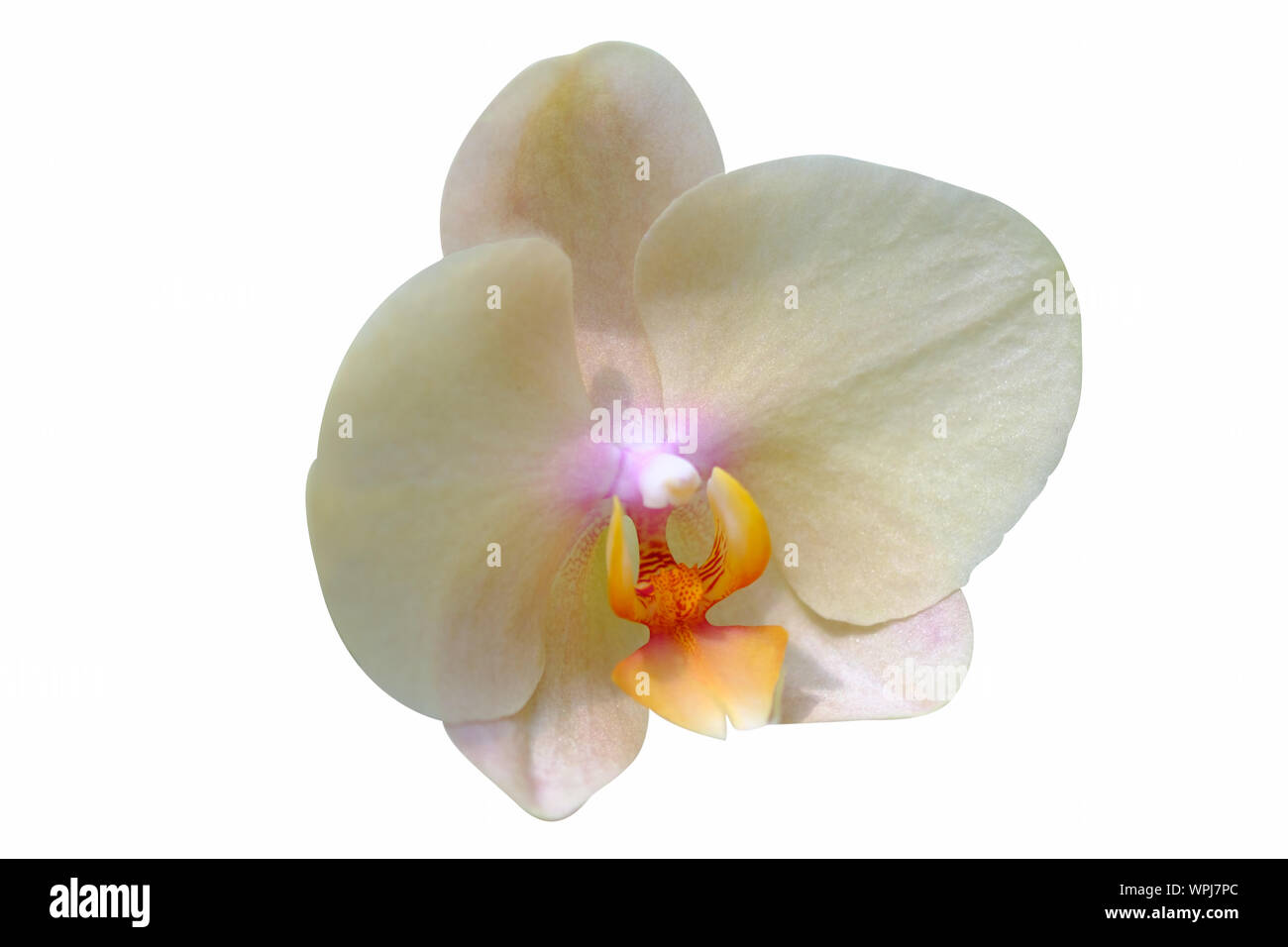 Beautiful orchid flower in Morning sun isolated on white background. Stock Photo