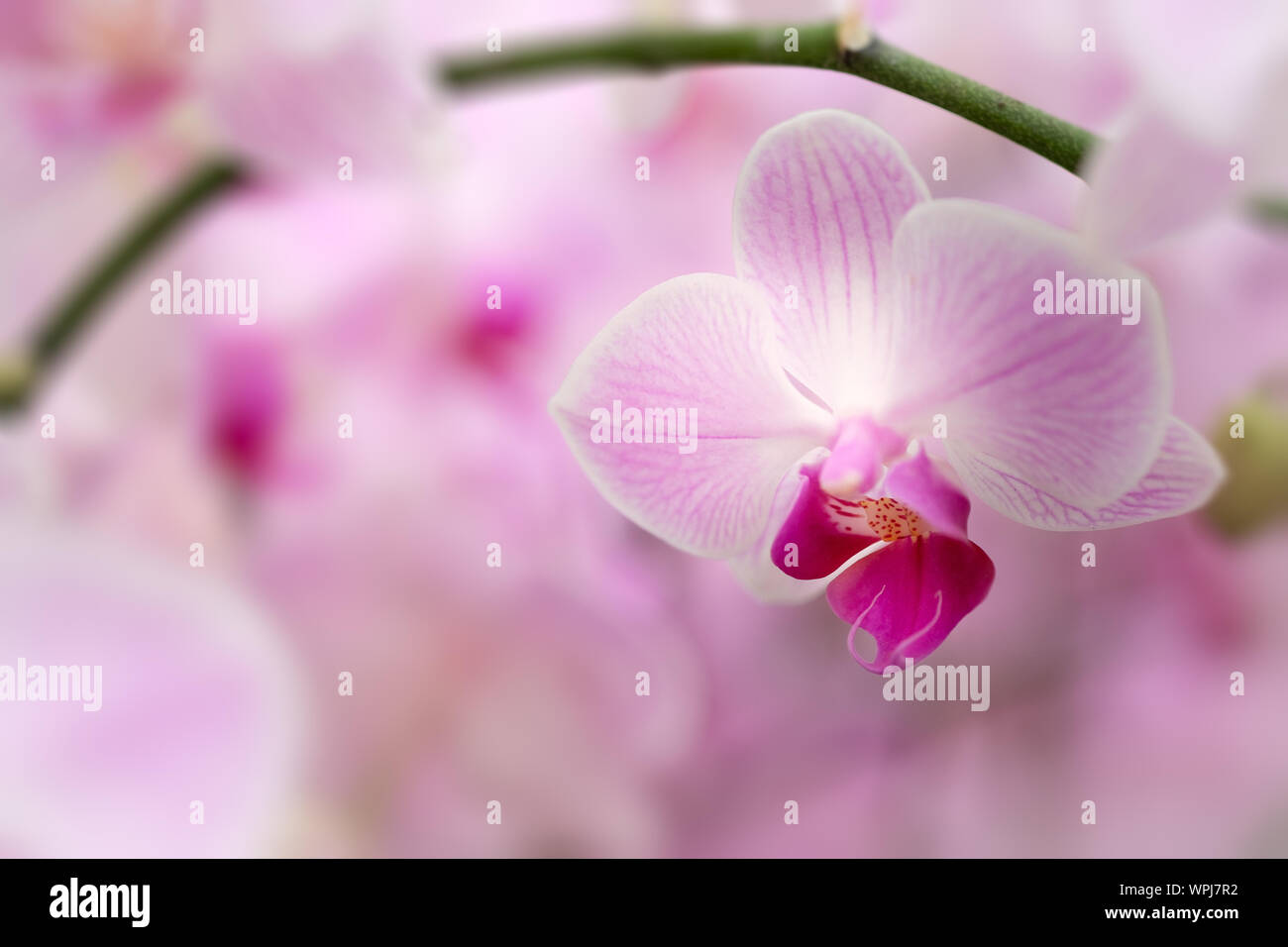 Beautiful orchid flower in Morning sun with natural background, Select the focus and blur. Stock Photo