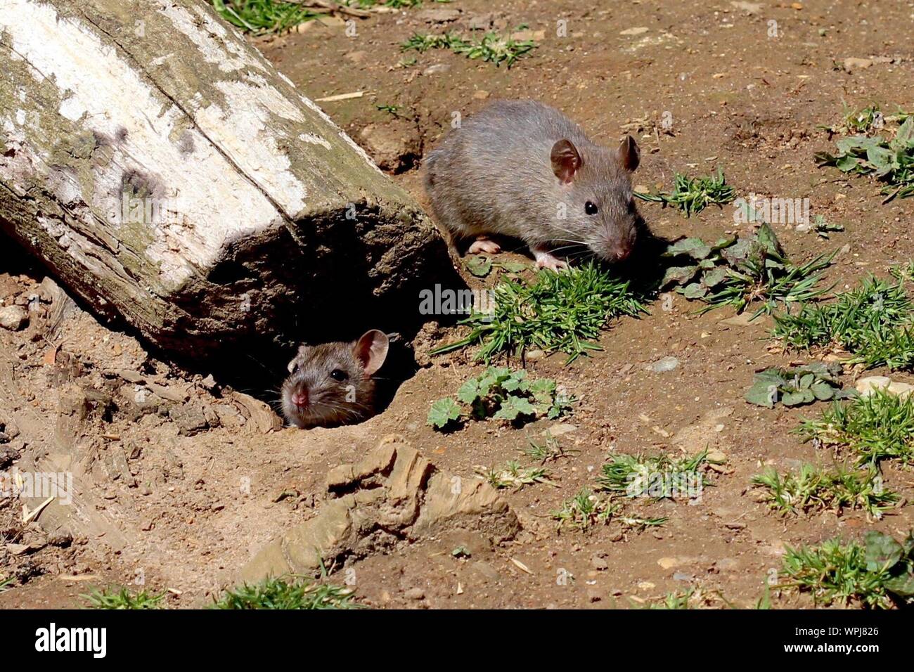 Rats Nest High Resolution Stock Photography and Images Alamy