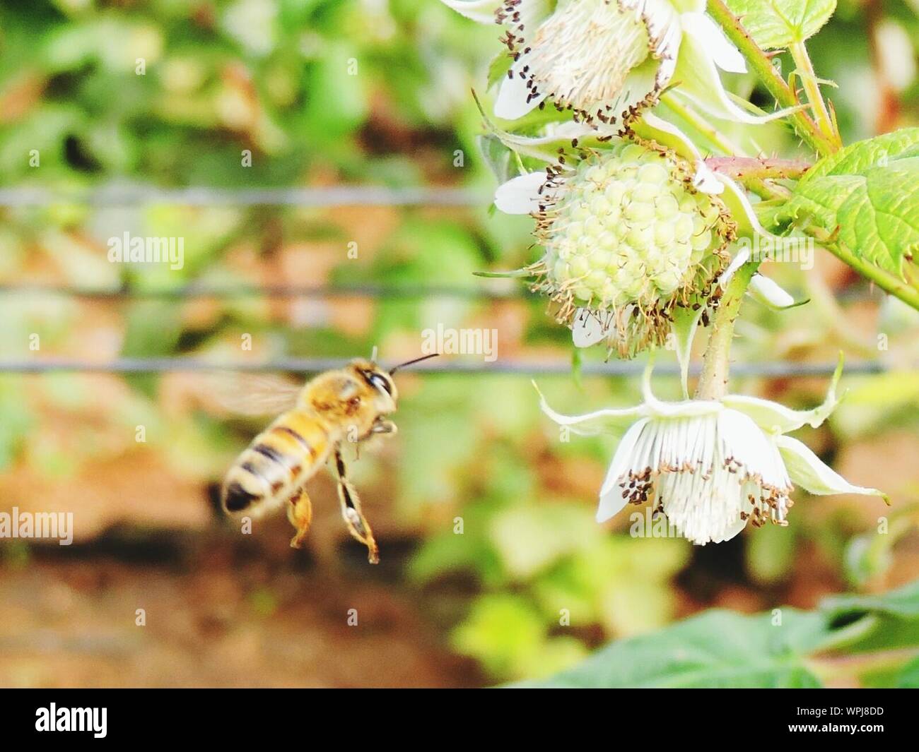 Bee flying into flower hi-res stock photography and images - Alamy