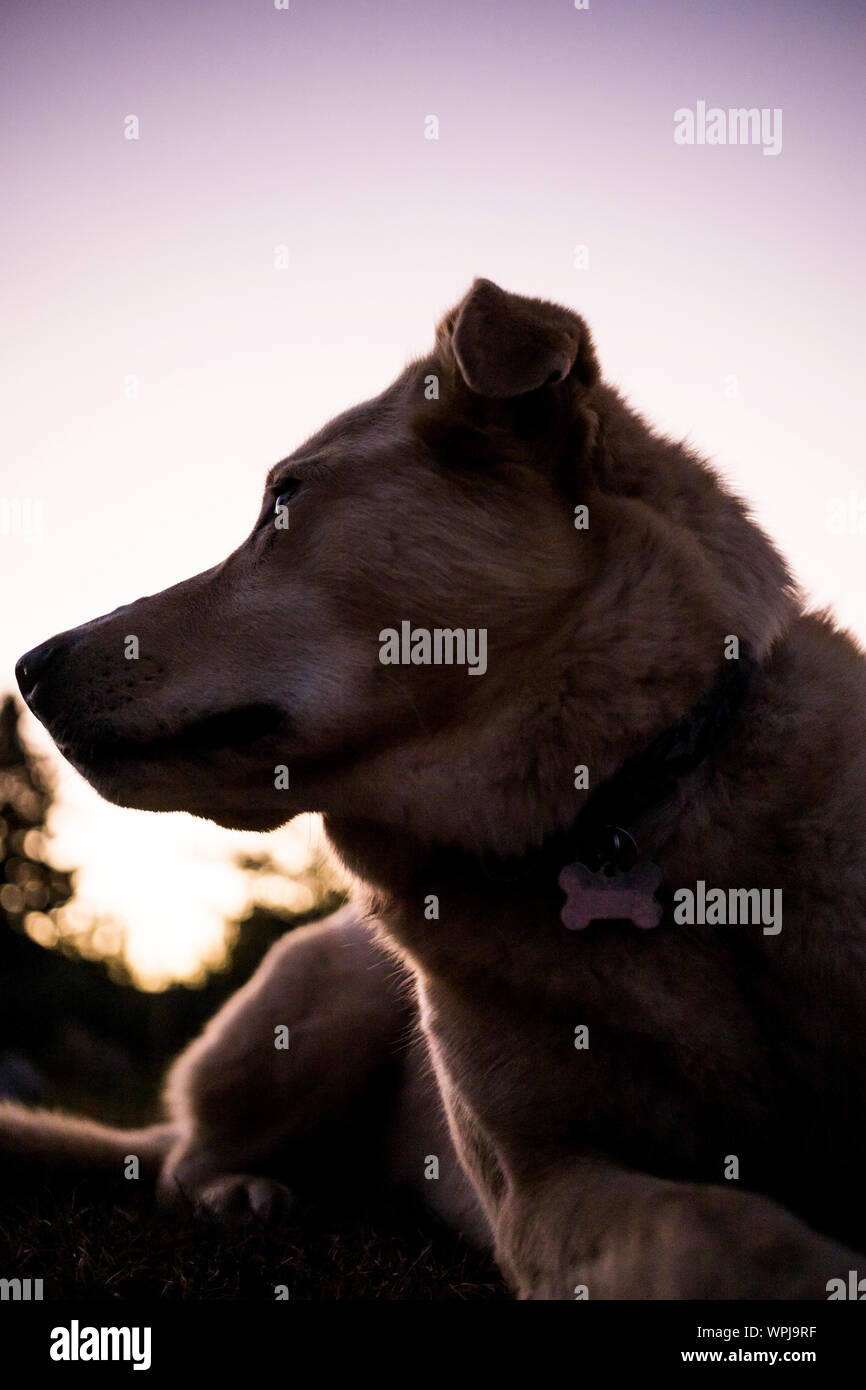 A portait of a husky mutt at sunset in a backyard. Stock Photo