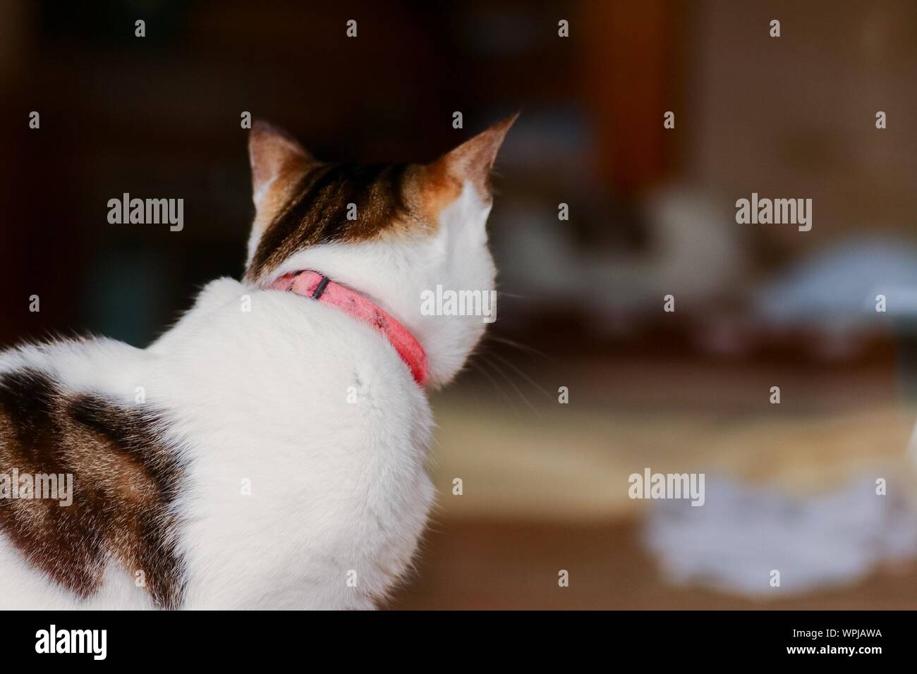 Calico cat collar Clearance