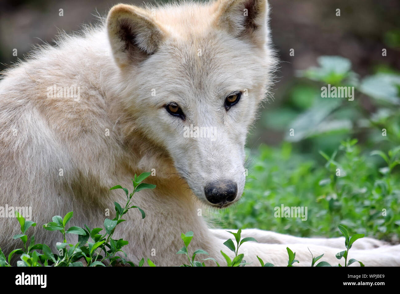 White arctic wolf closeup hi-res stock photography and images - Alamy, image size:1300x956