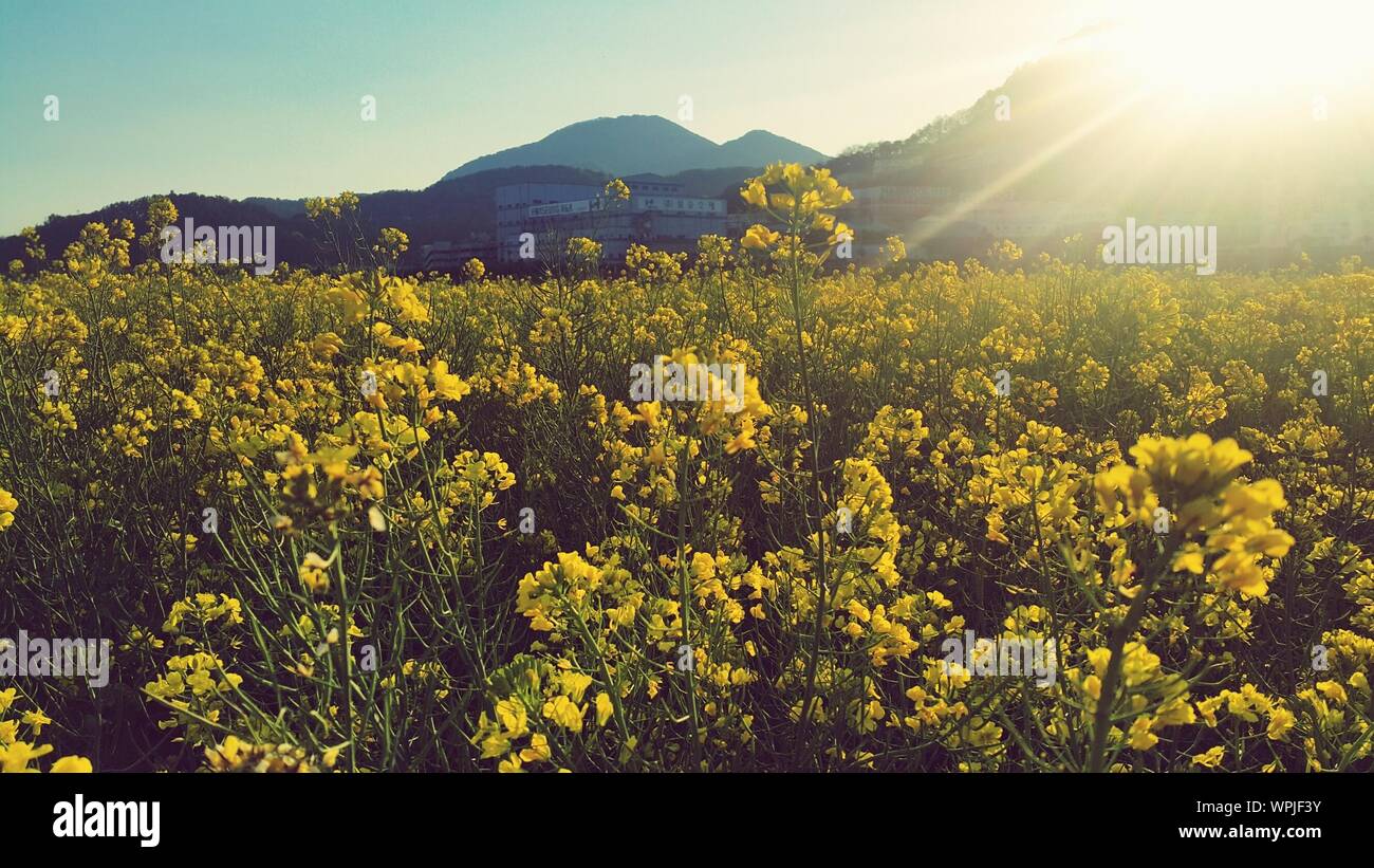 Yellow Flowers Growing In Field Stock Photo Alamy