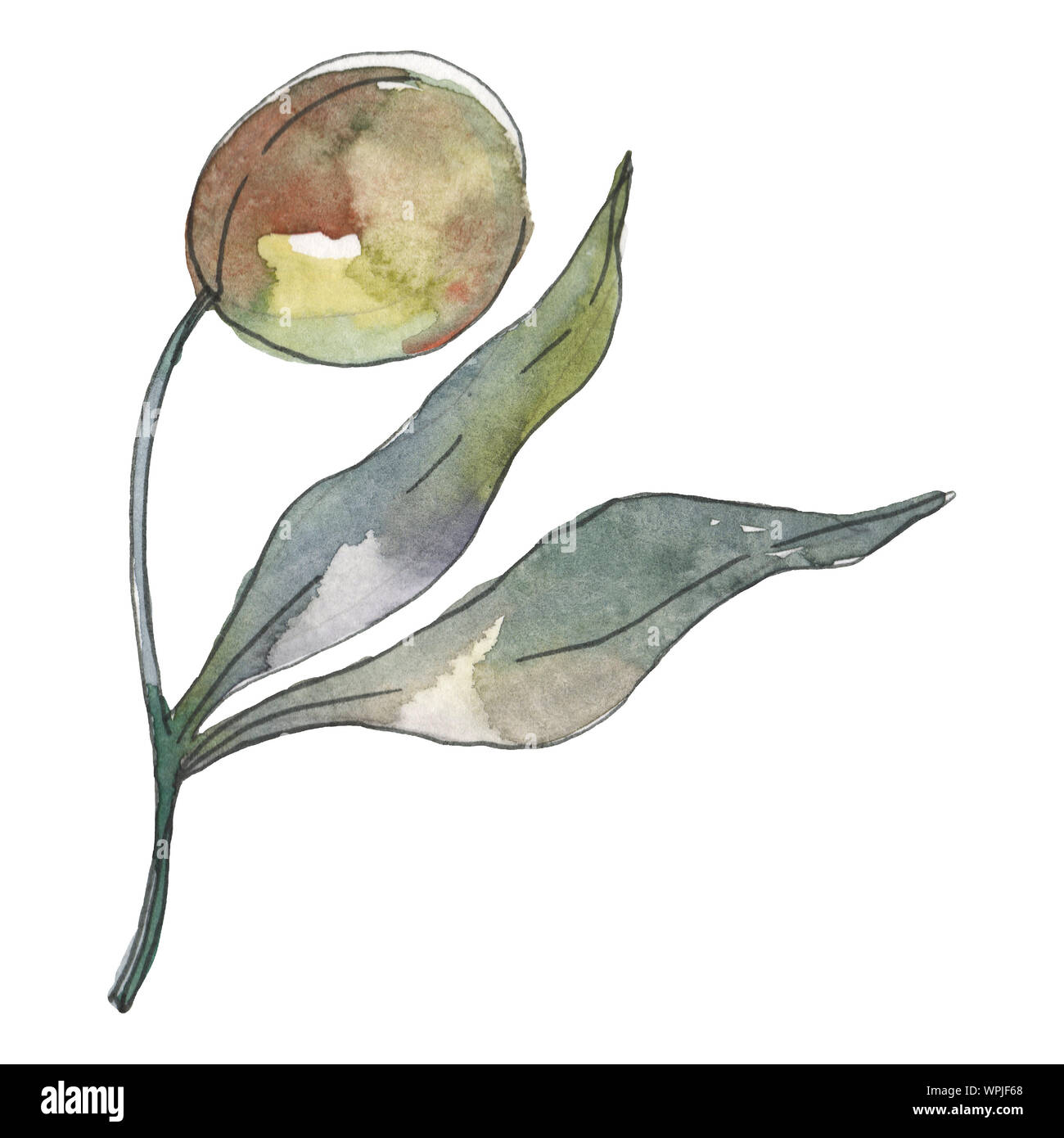 Olive branch with green fruit. Watercolor background illustration set ...