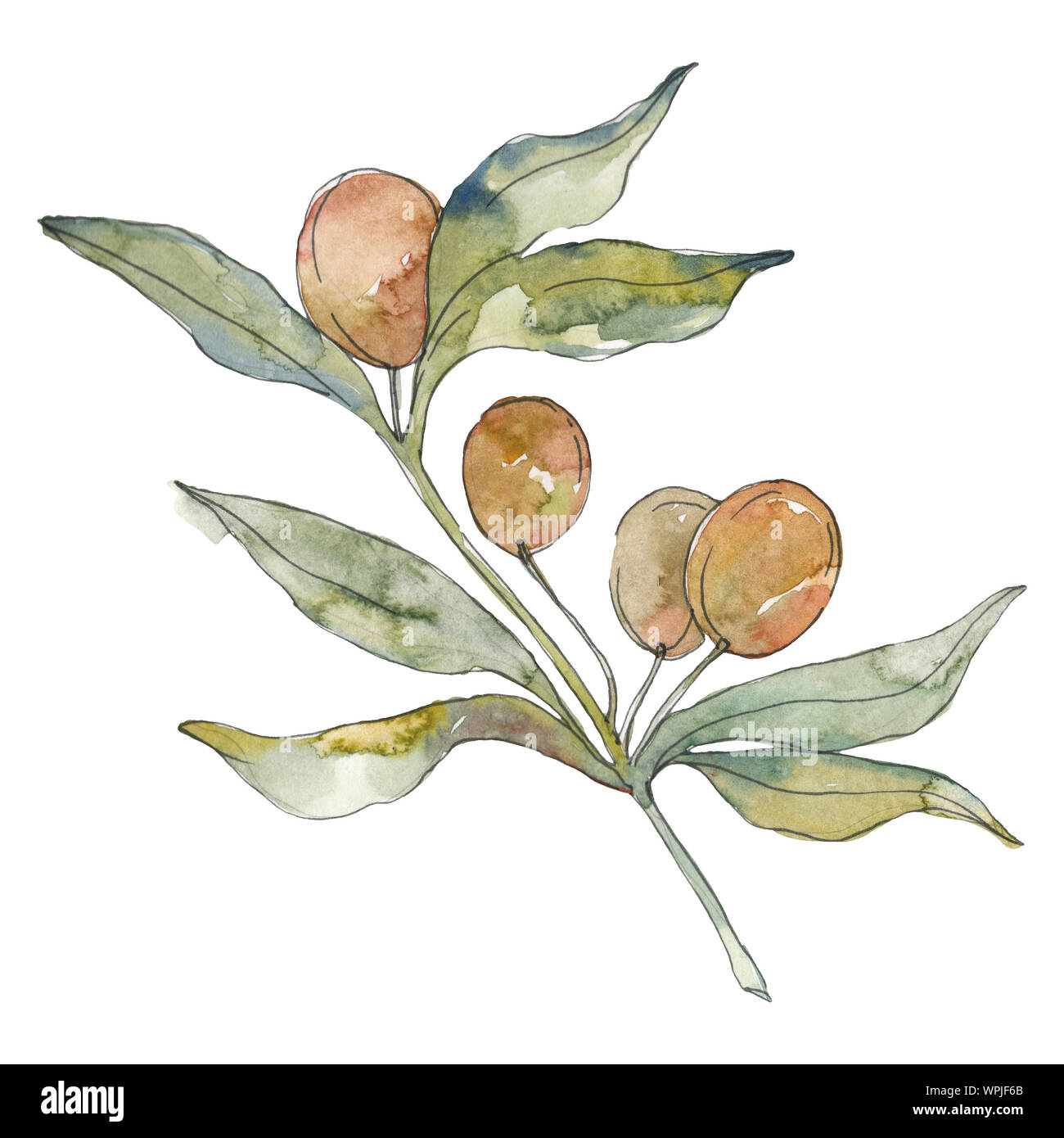 Olive branch with green fruit. Watercolor background illustration set ...