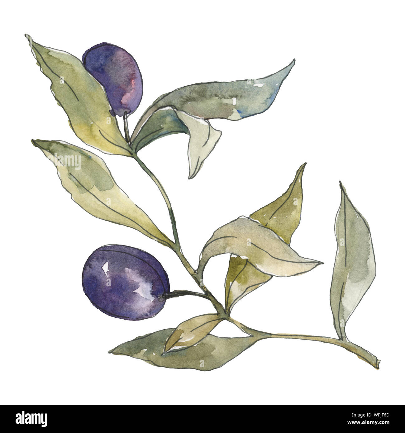 Olive branch with black fruit. Watercolor background illustration set ...
