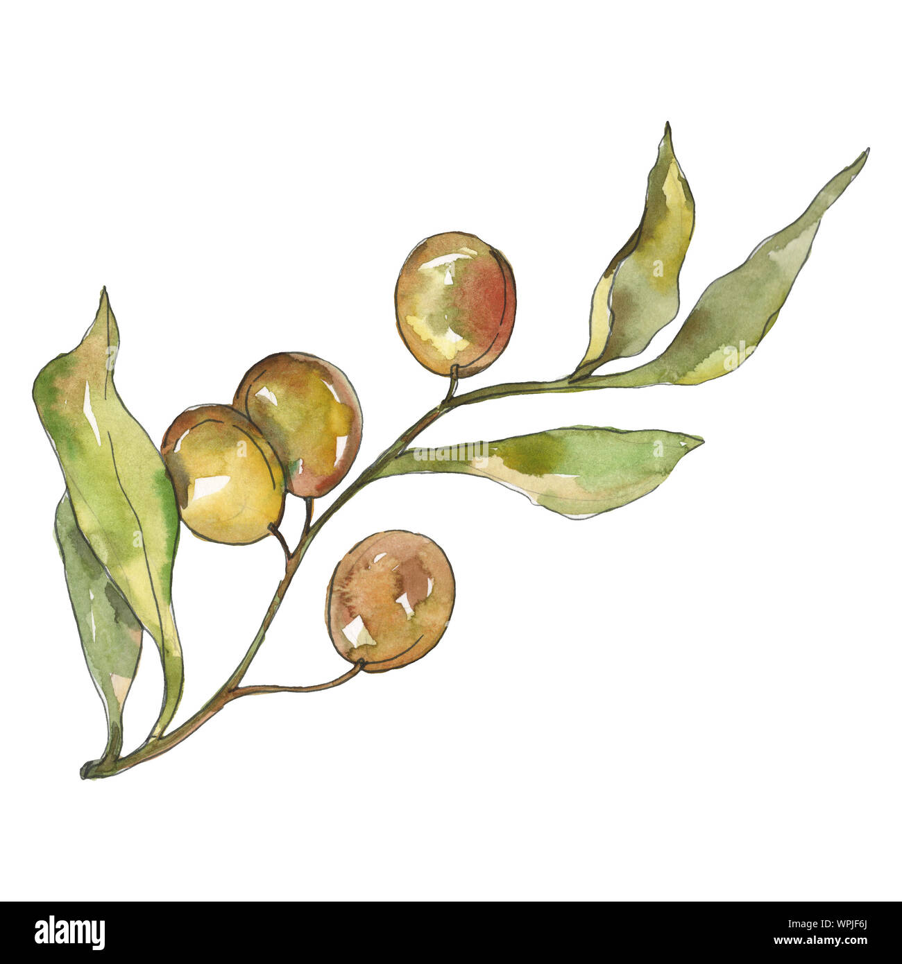 Olive branch with green fruit. Watercolor background illustration set ...
