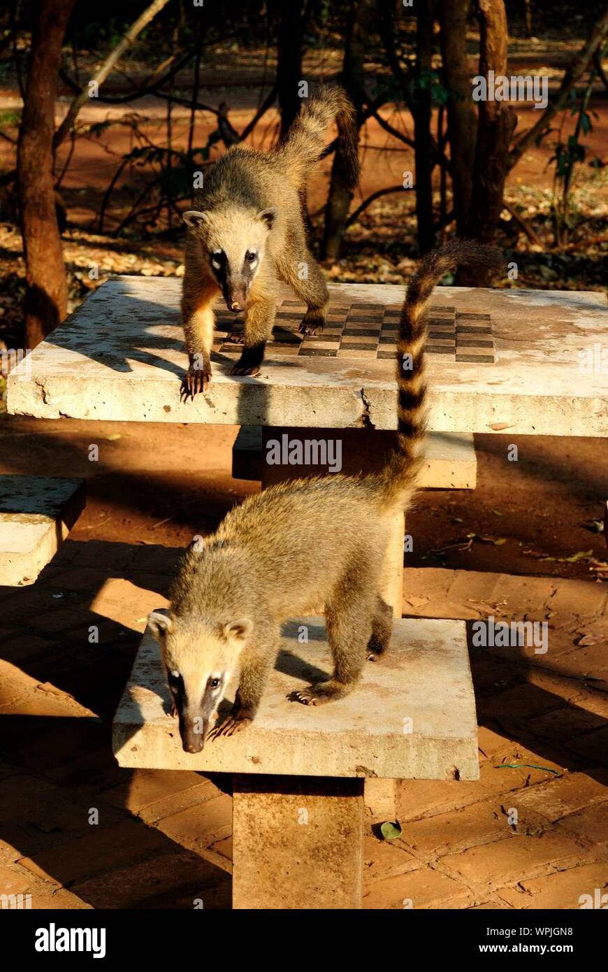 Two Coatis In The Park Stock Photo