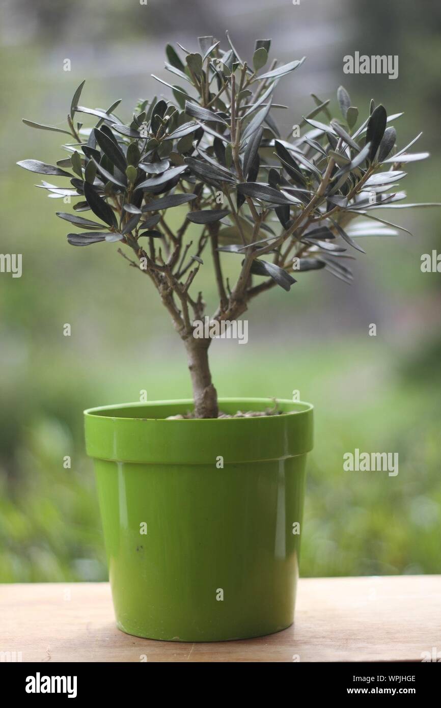 Olive tree pot hires stock photography and images Alamy