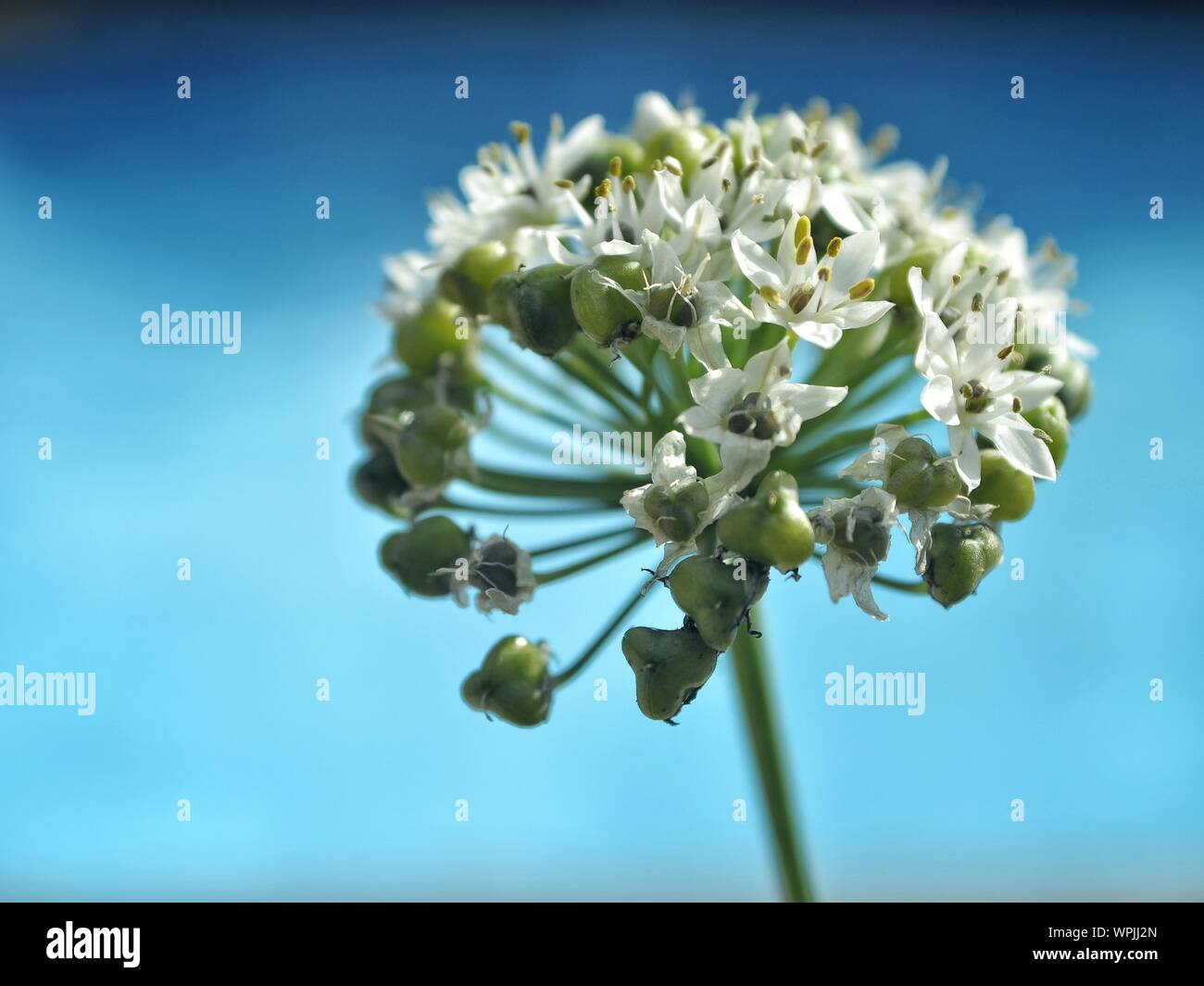 Close-up Of White Flowers Against Blue Backdrop Stock Photo
