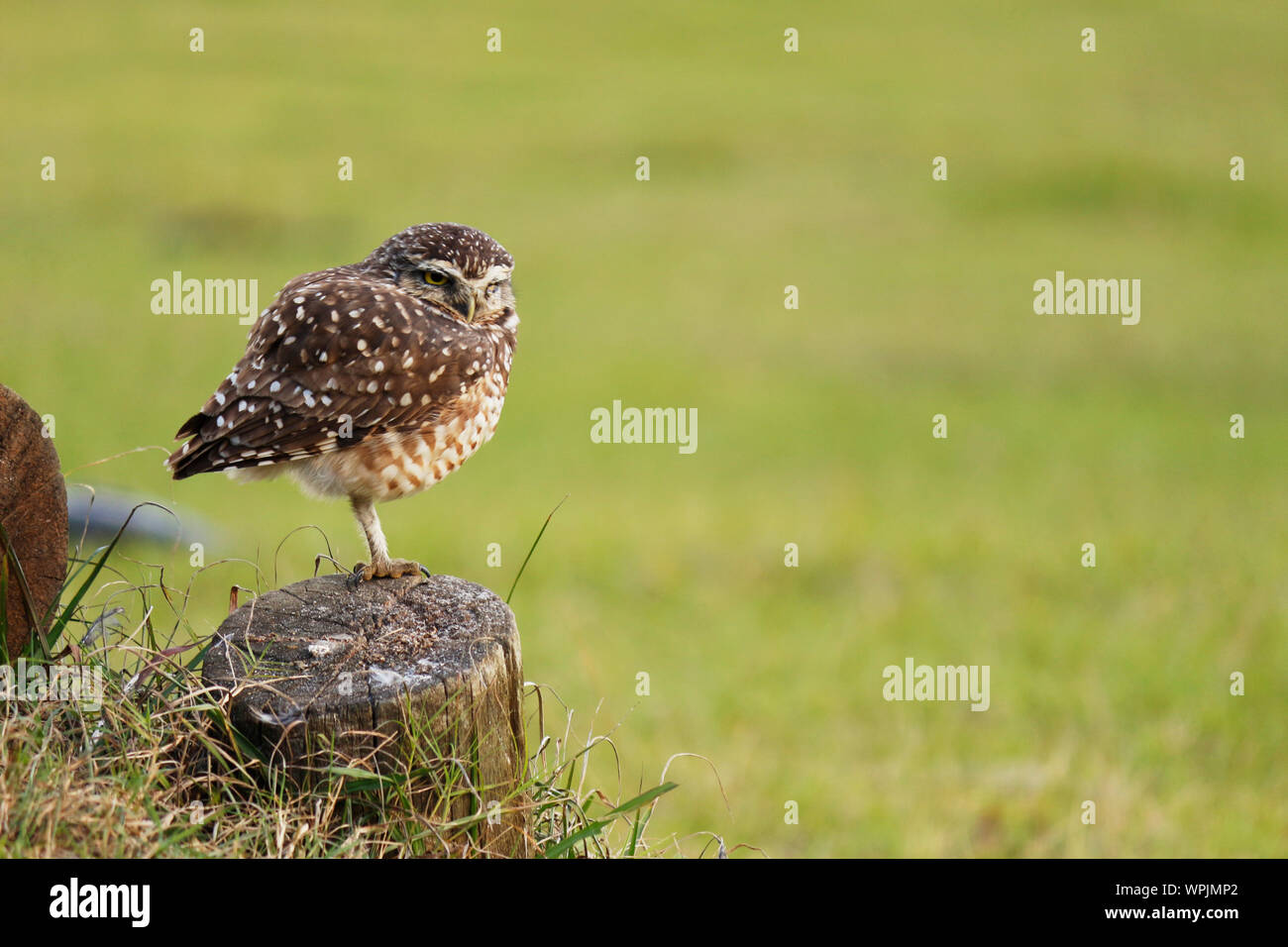 The Burrowing Owl is the best known and most abundant owl in Brazil. It can be found in any open or semi-open area. Stock Photo