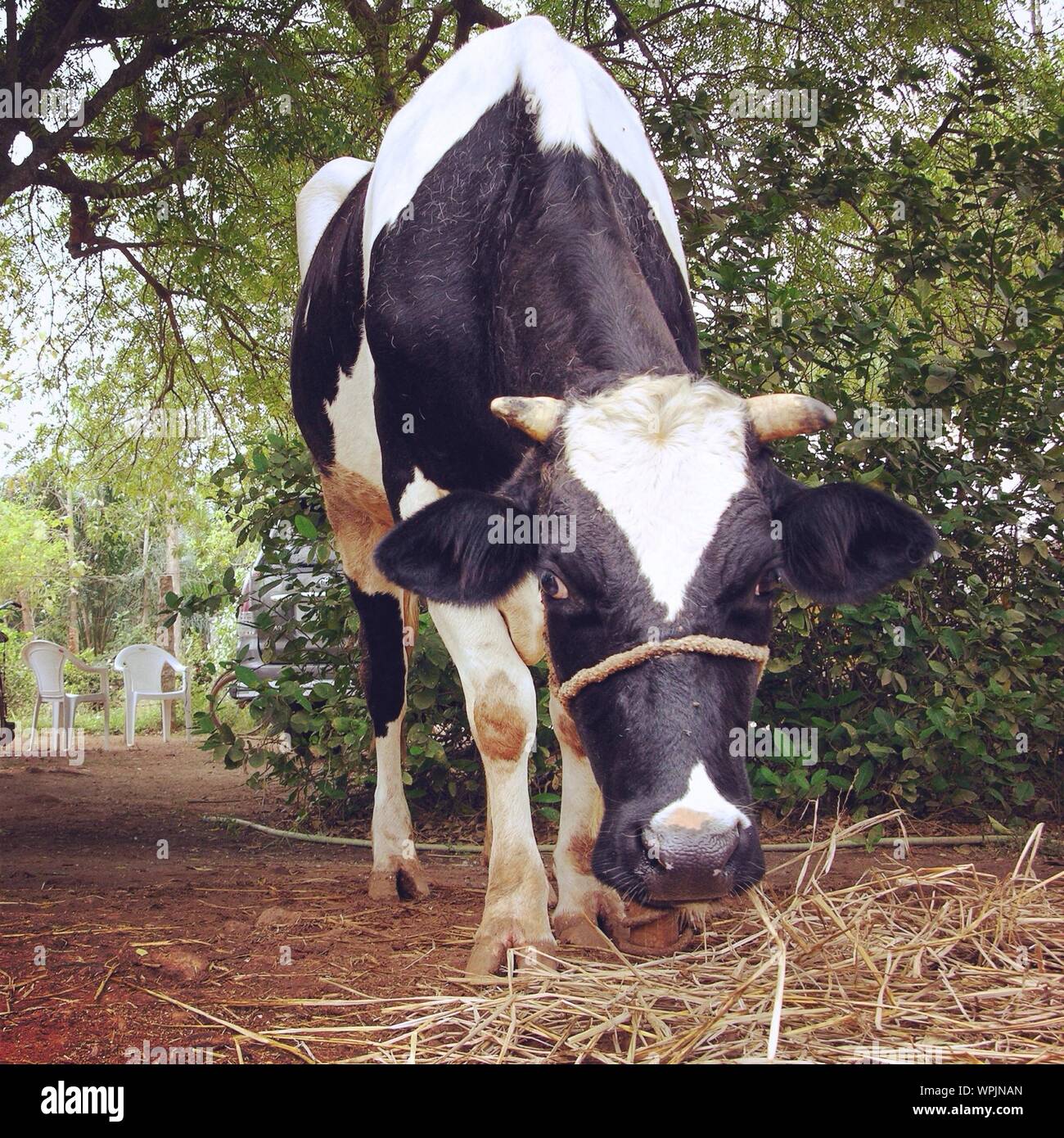 Cattle eating straw hires stock photography and images Alamy