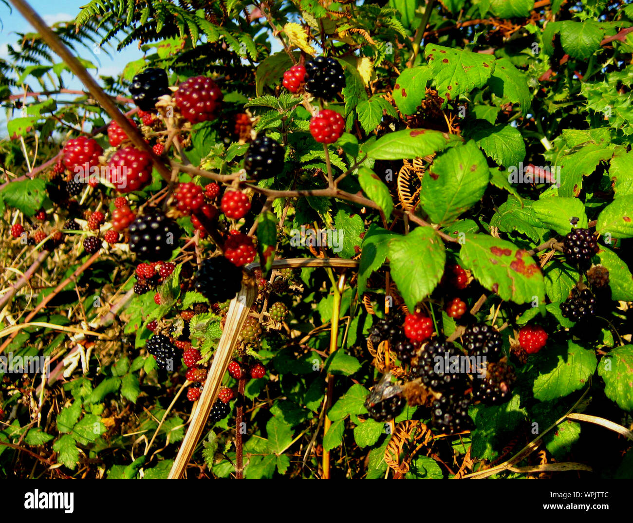 Raspberry blackberry hires stock photography and images Alamy