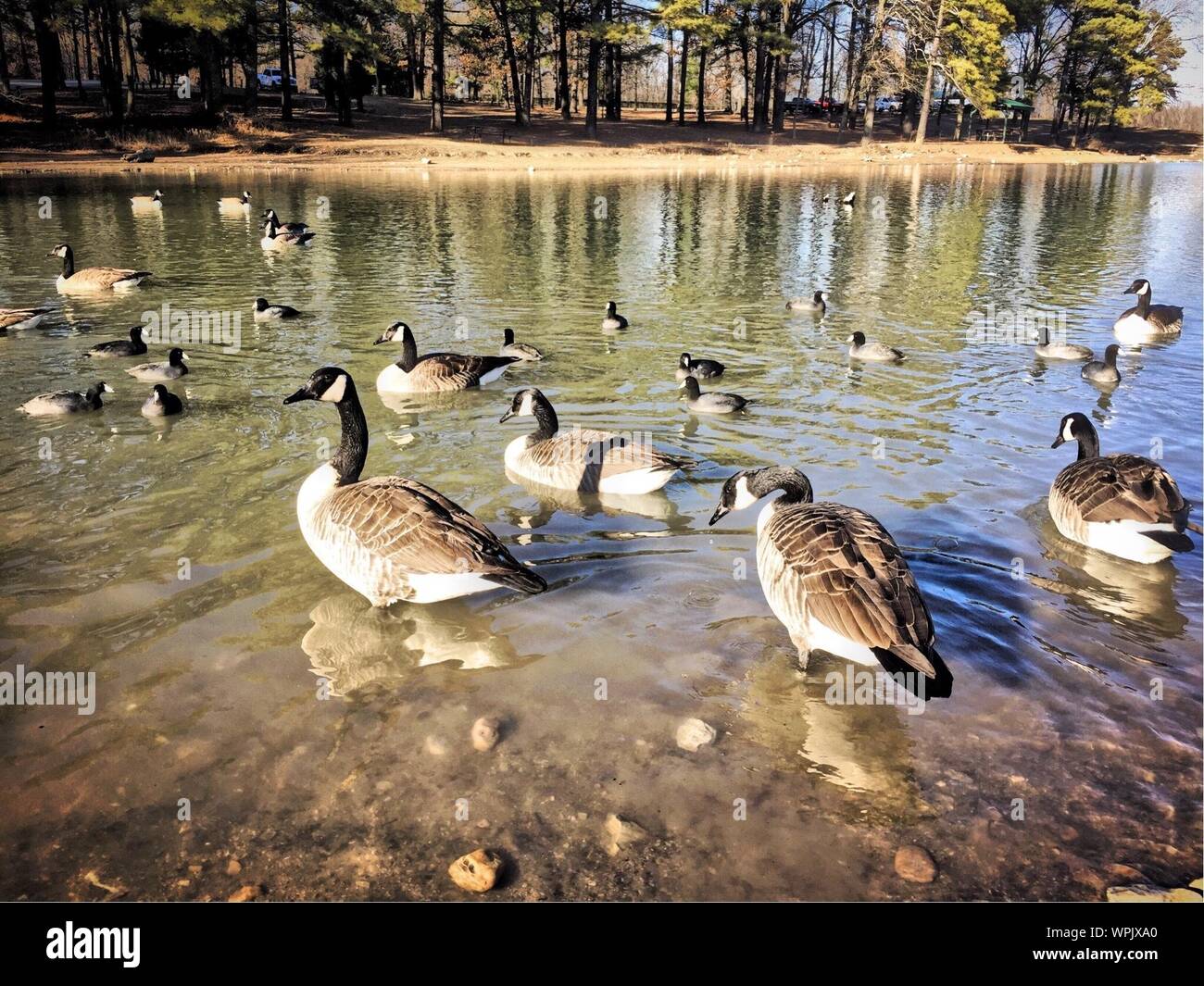 Ducks in shallow water hires stock photography and images Alamy