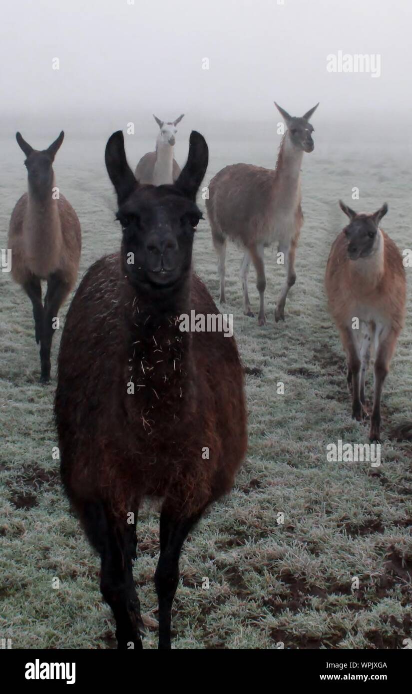 Group Of Lamas Stock Photo