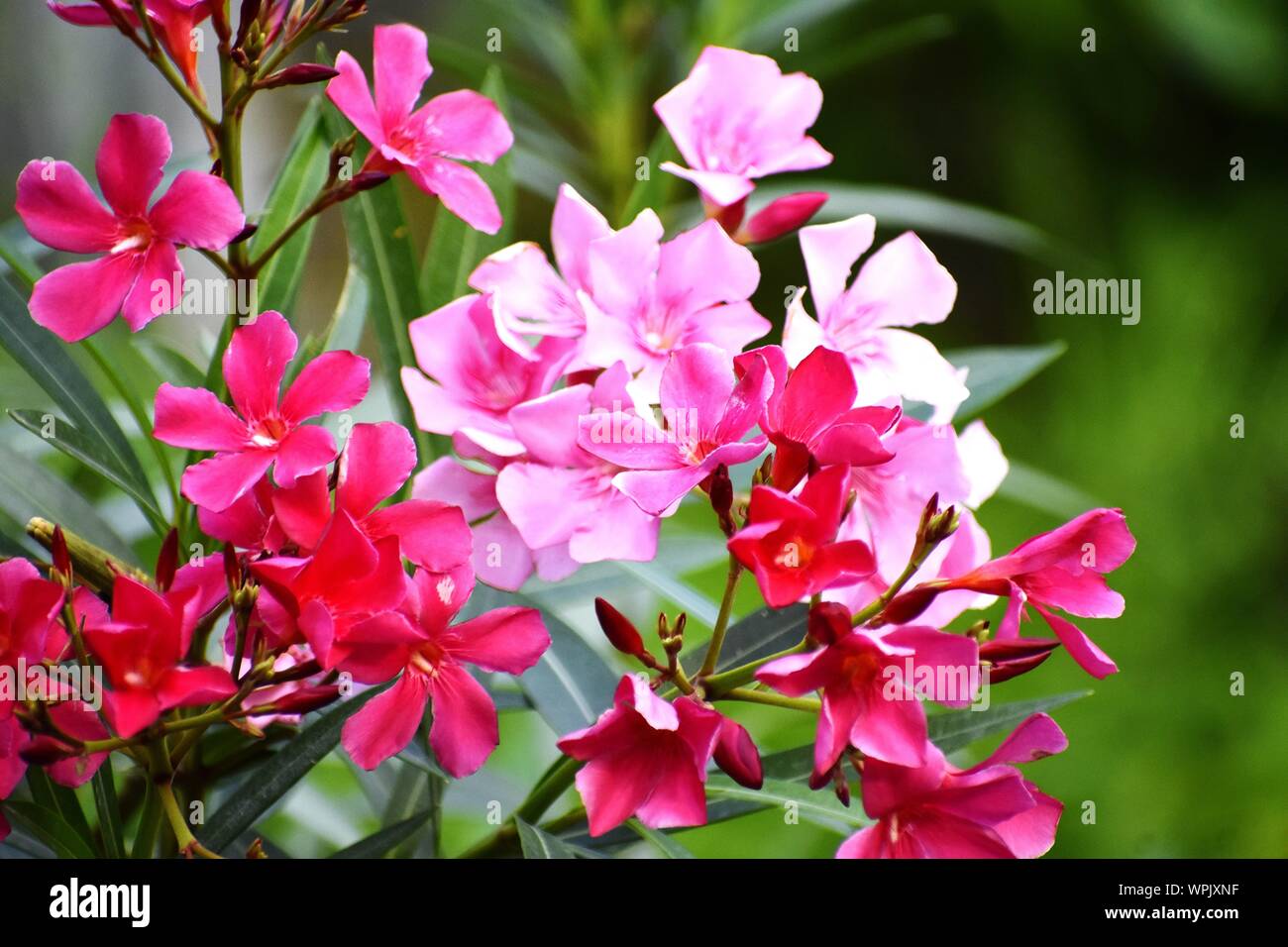 Beautiful Pink Flowers and its Plant Stock Photo