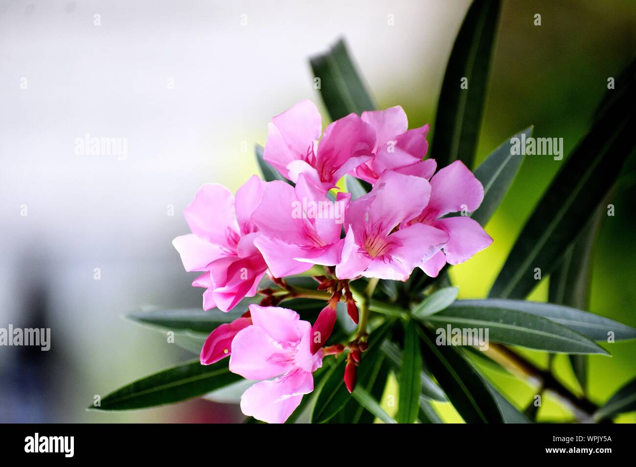 Beautiful Pink Flowers and its Plant Stock Photo