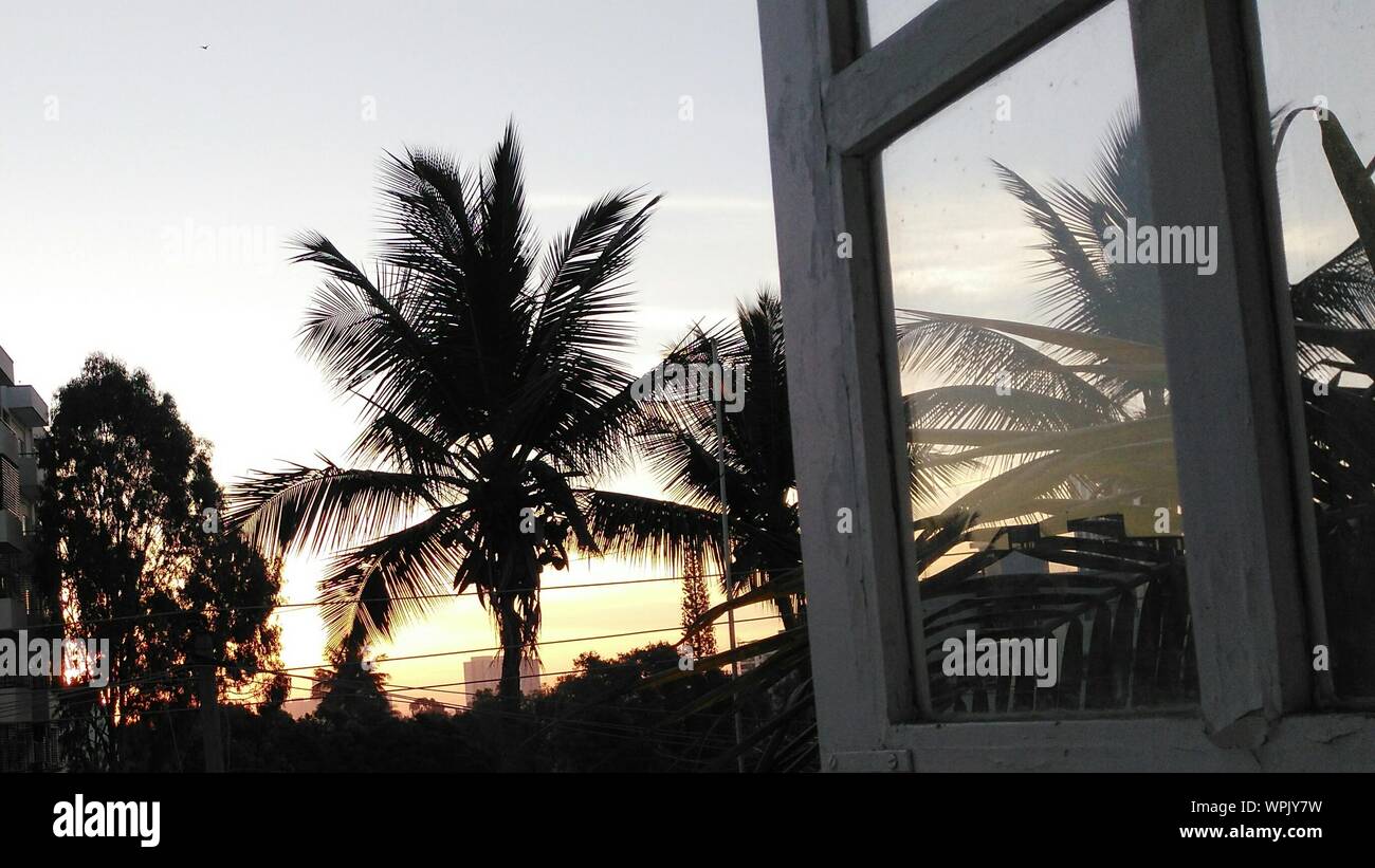 Silhouette Trees During Sunset Seen From Home Stock Photo - Alamy