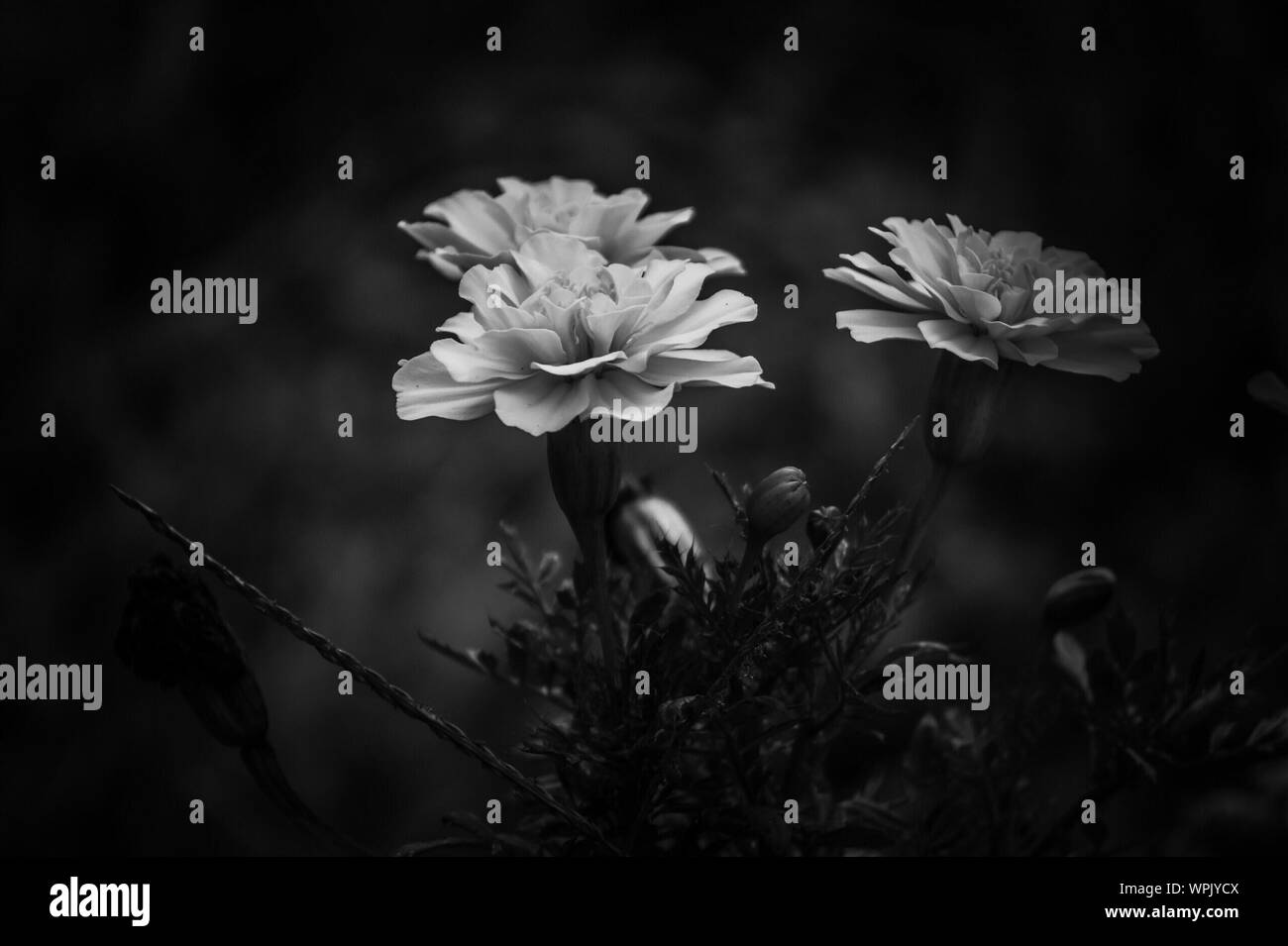 Marigold flowers field Black and White Stock Photos & Images Alamy