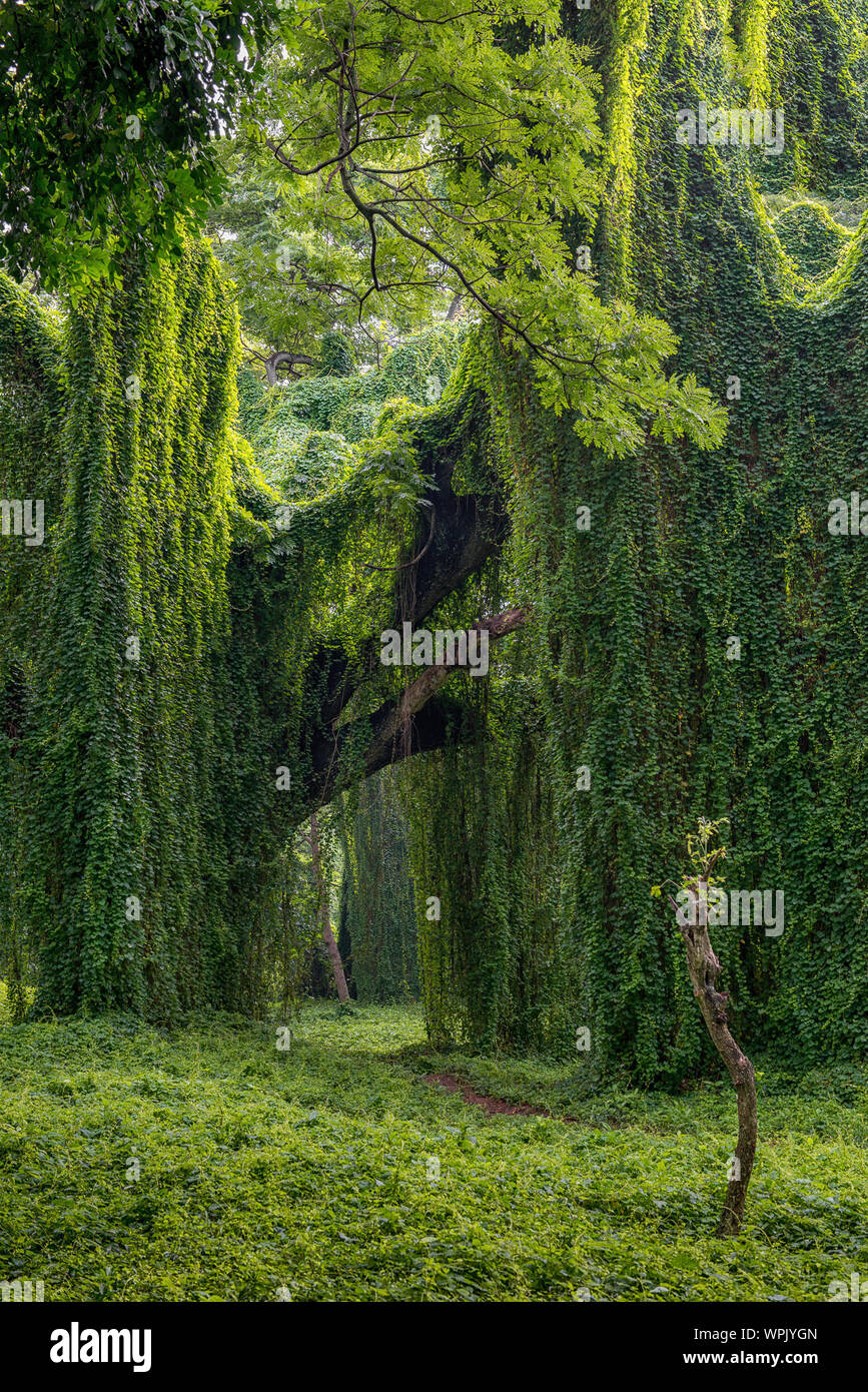 Creepers trees hires stock photography and images Alamy