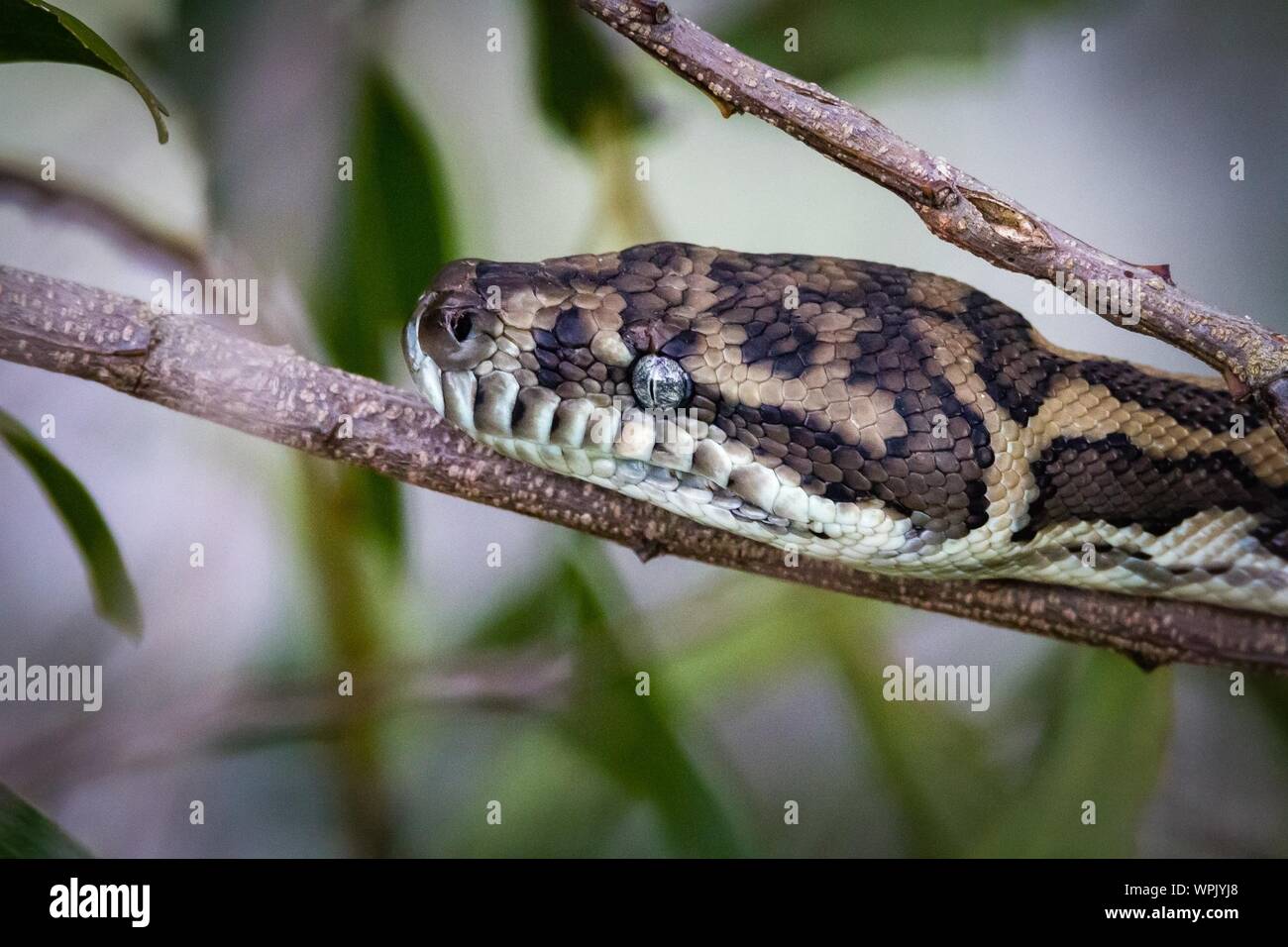Snake carpet hires stock photography and images Alamy